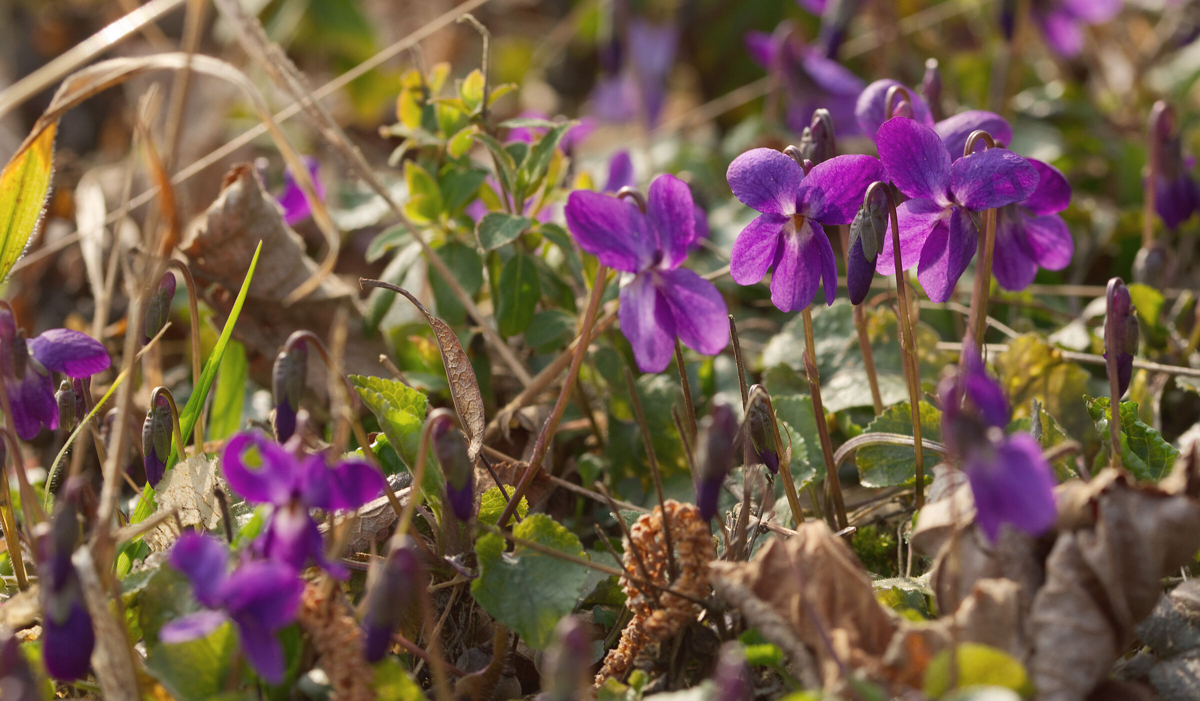 Violets