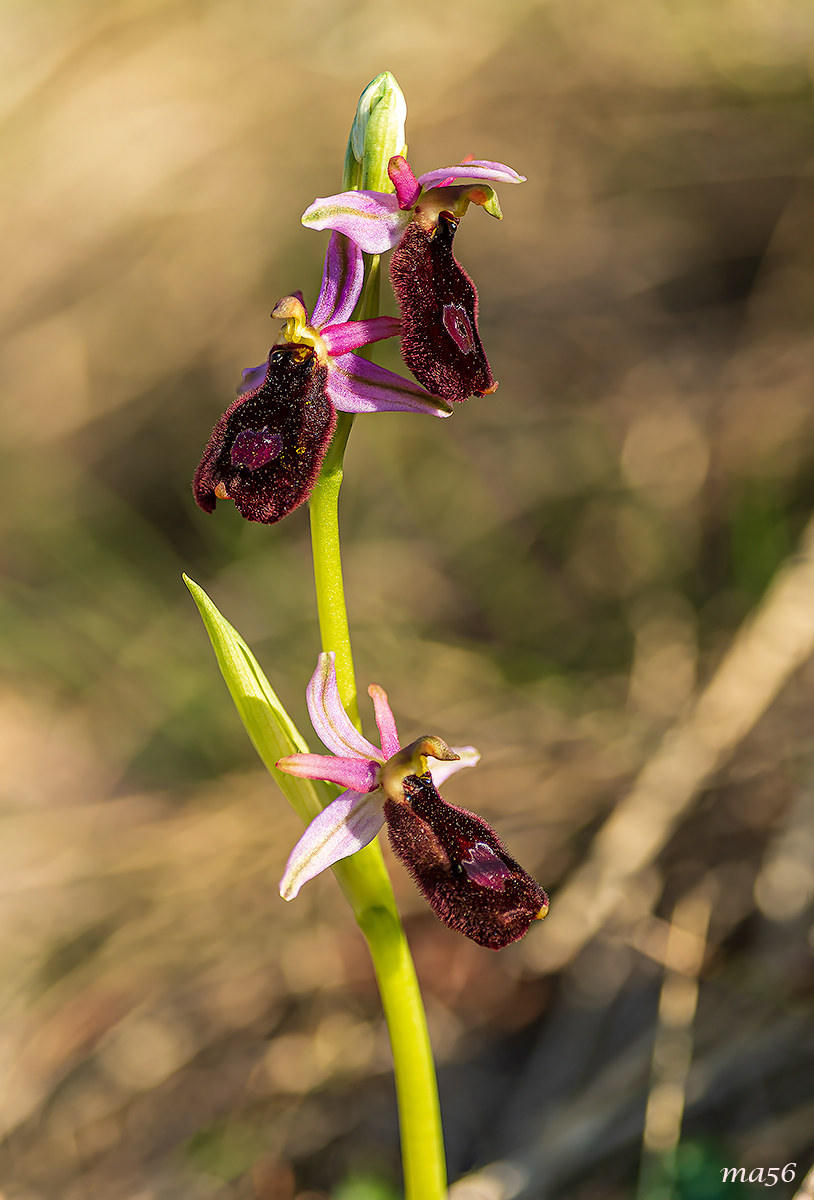 Ophrys Bertolonii