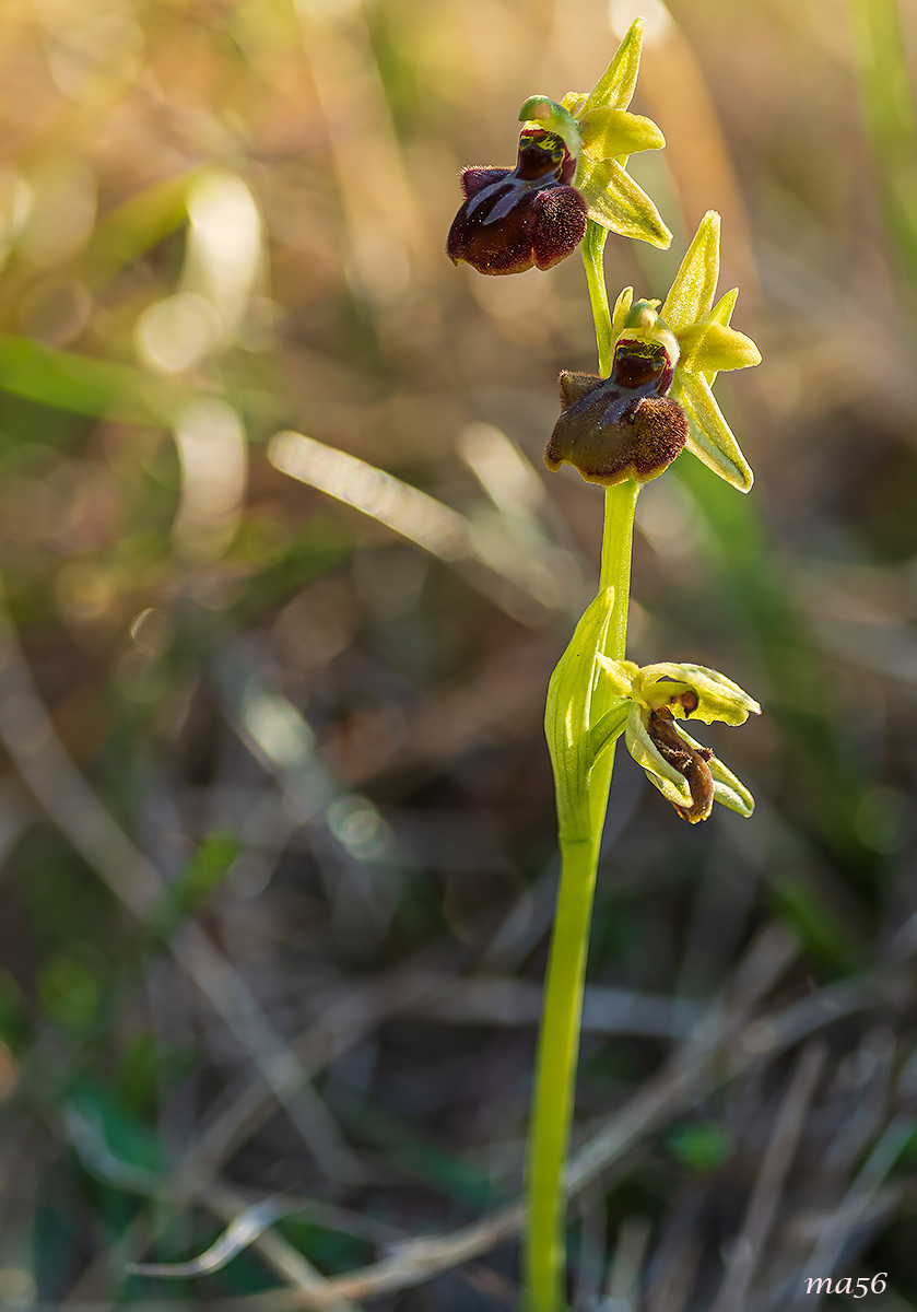 Ophrys sphecodes