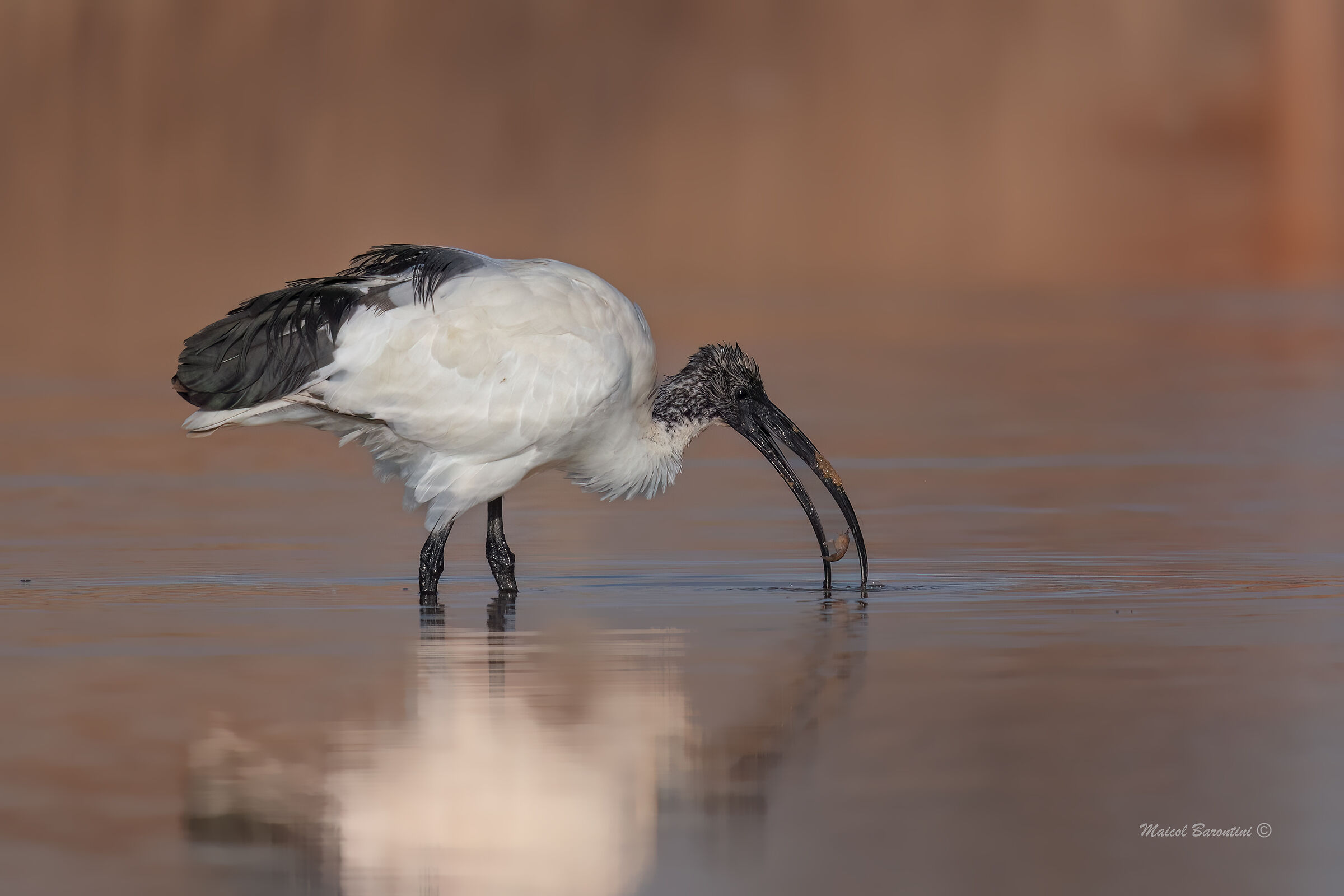 Sacred ibis