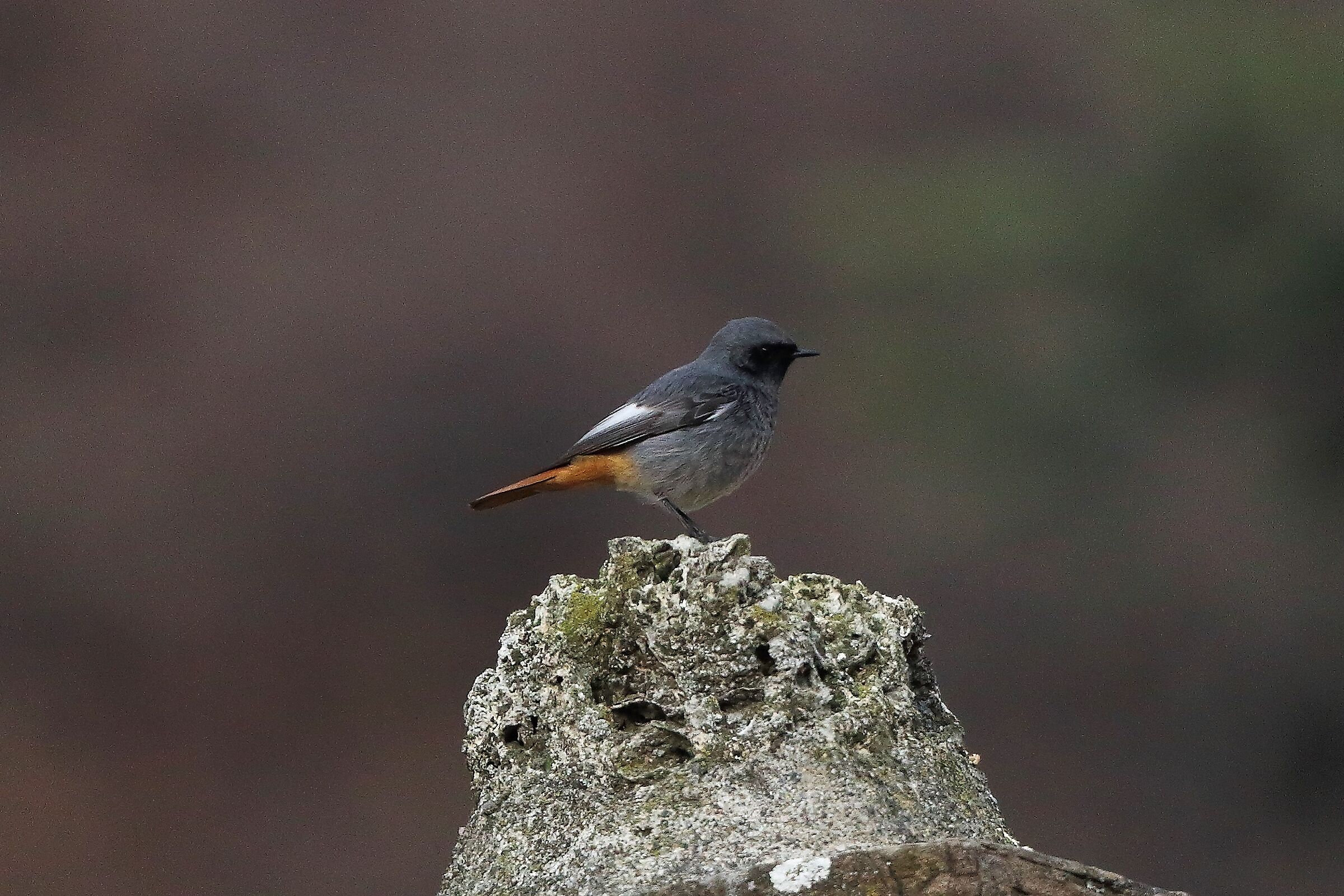 Codirosso 04 gennaio 2023