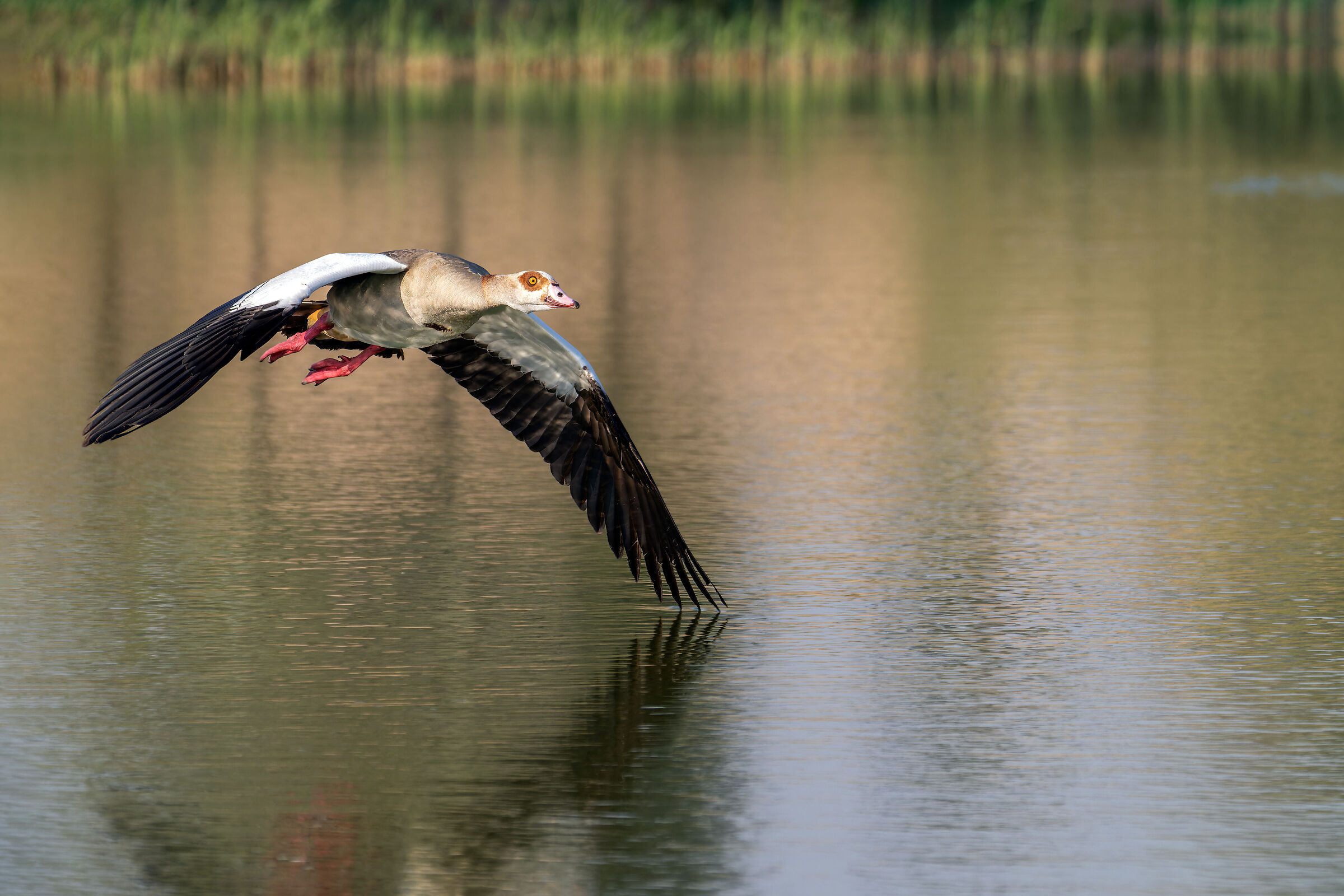 Alopochen aegyptiaca in low flight