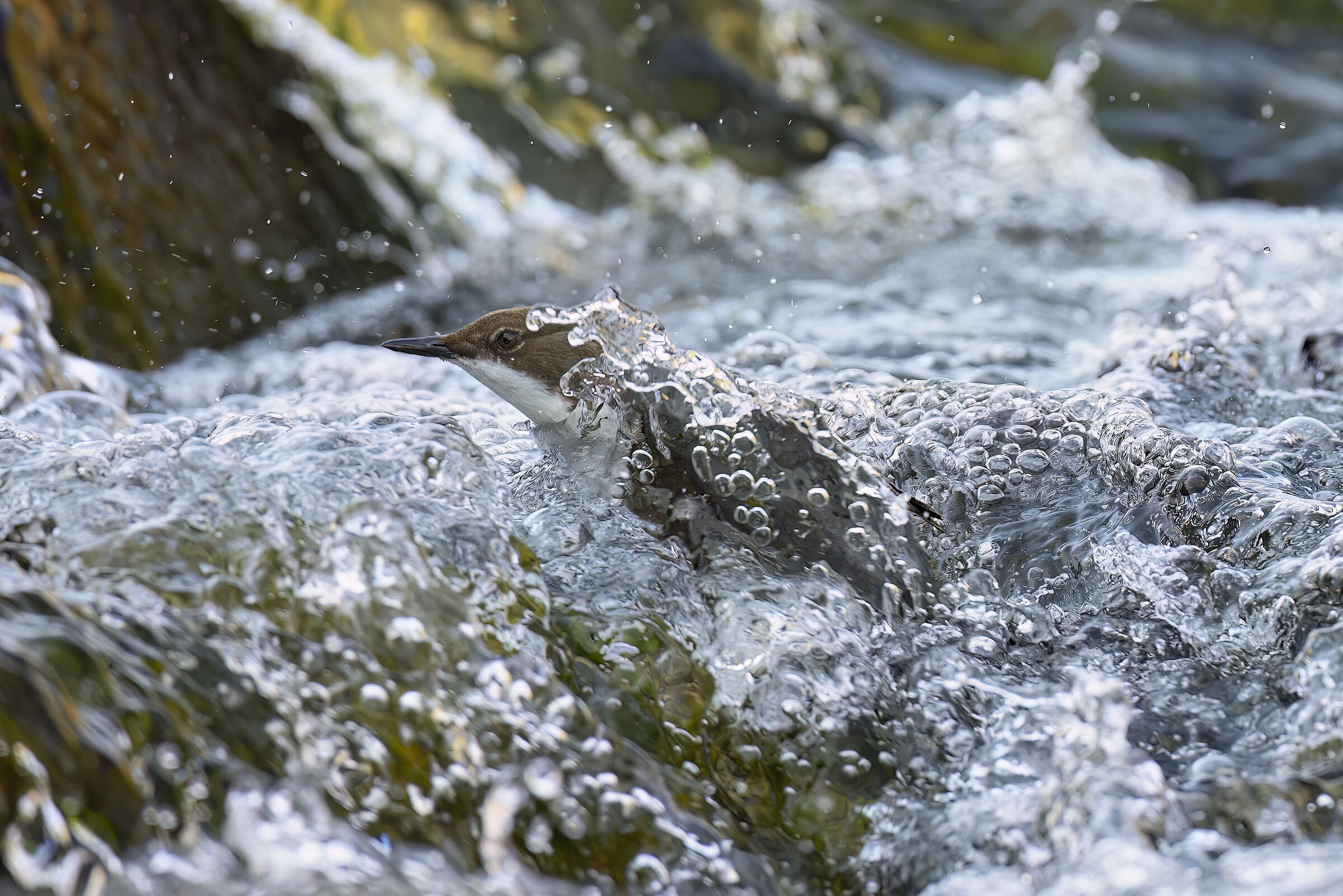 White-throated dipper
