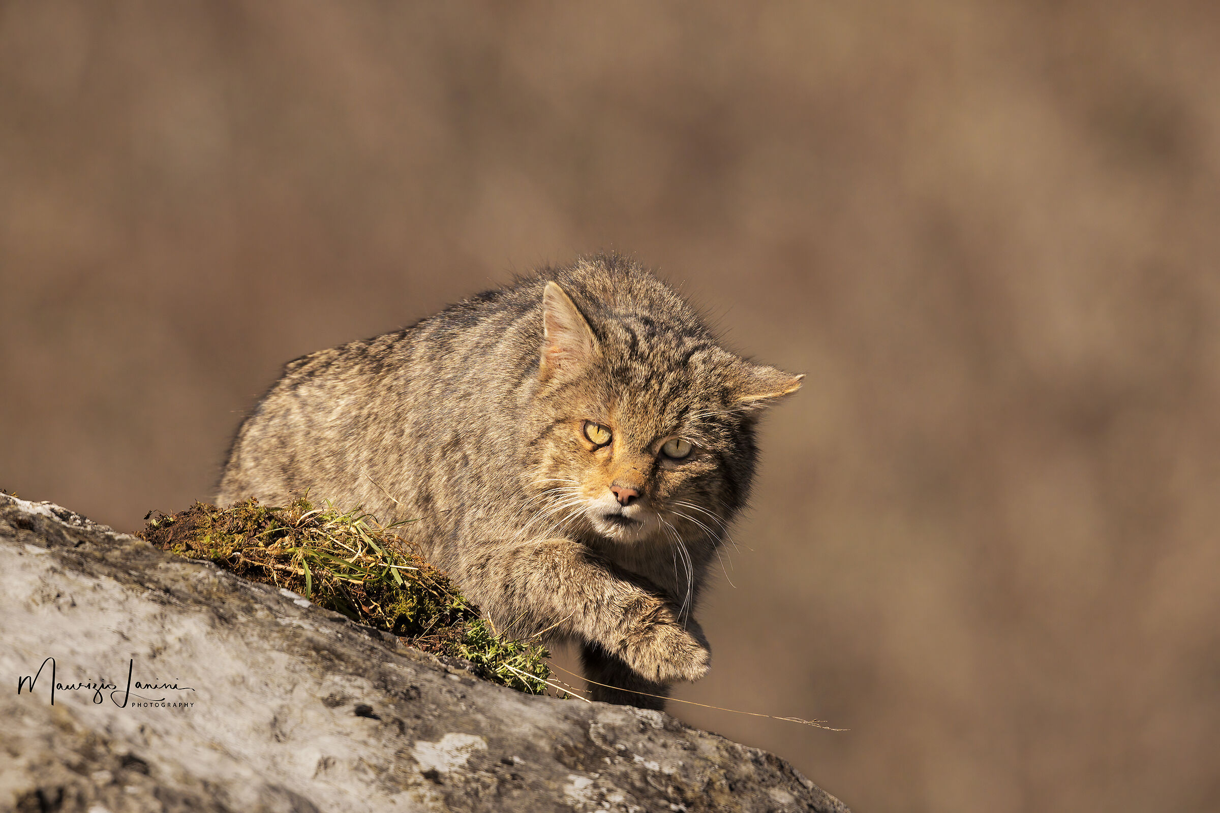Una sorpresa veramente inaspettata
