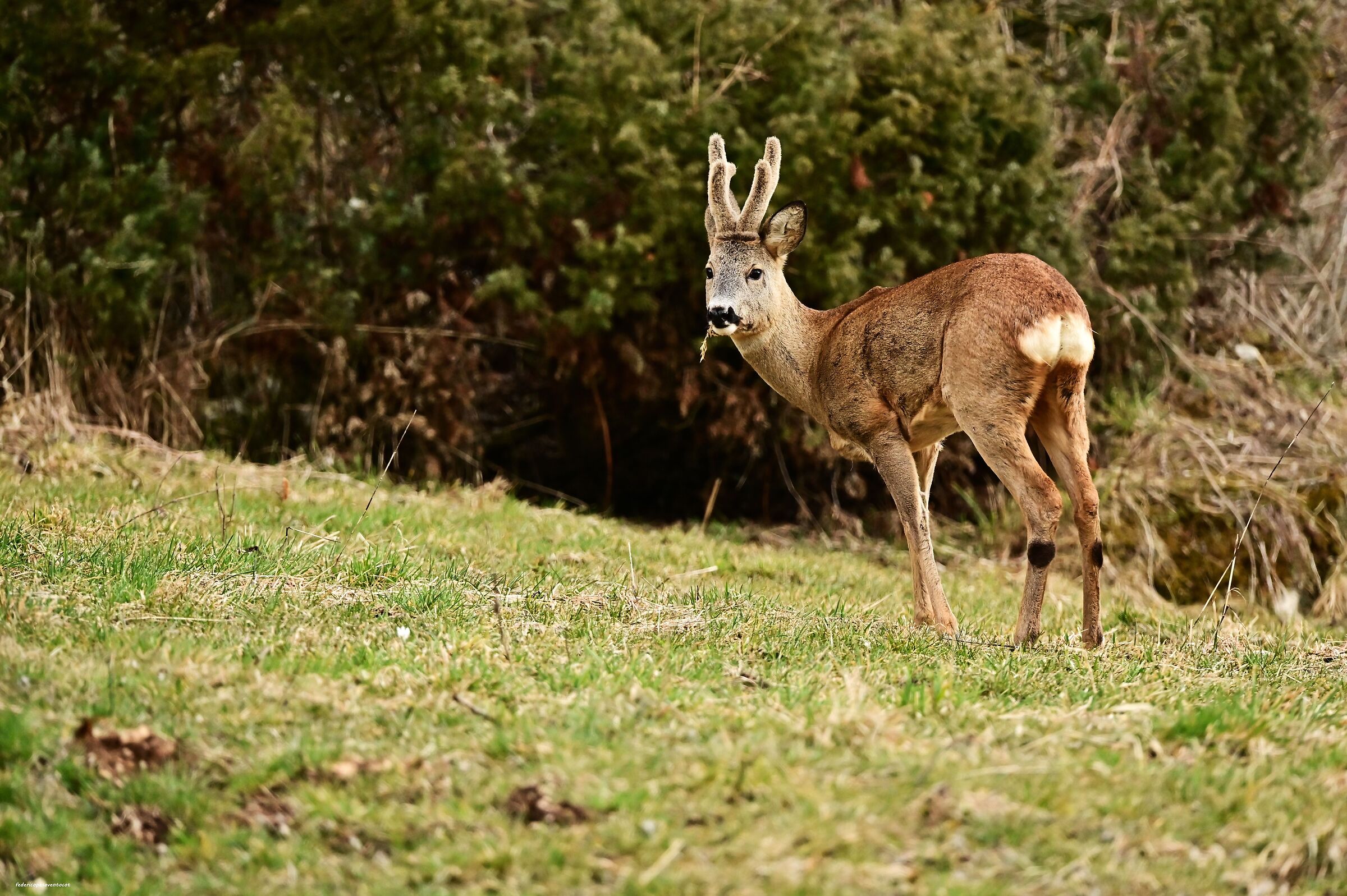 Capriolo con velluto