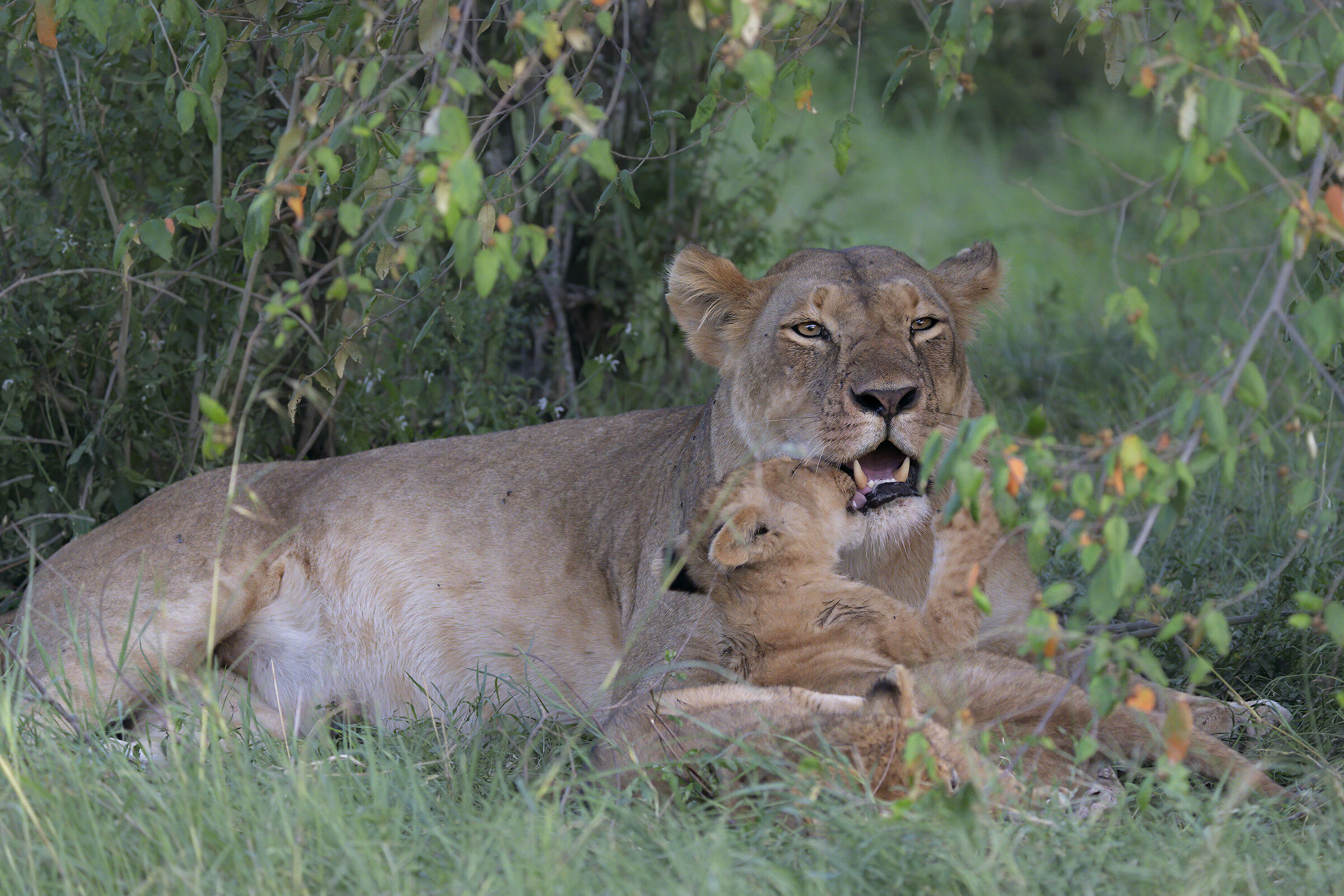 Lioness and family