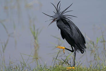 Egretta ardesiaca