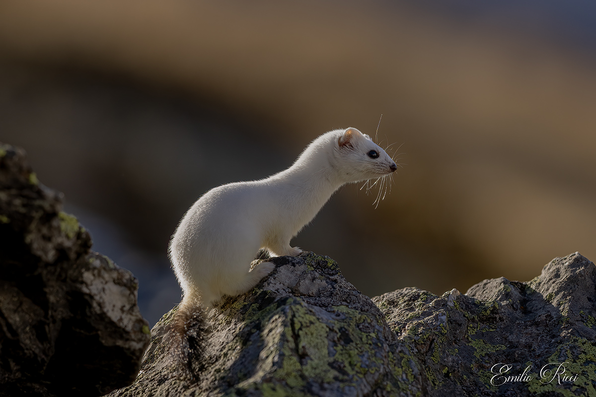 ermine