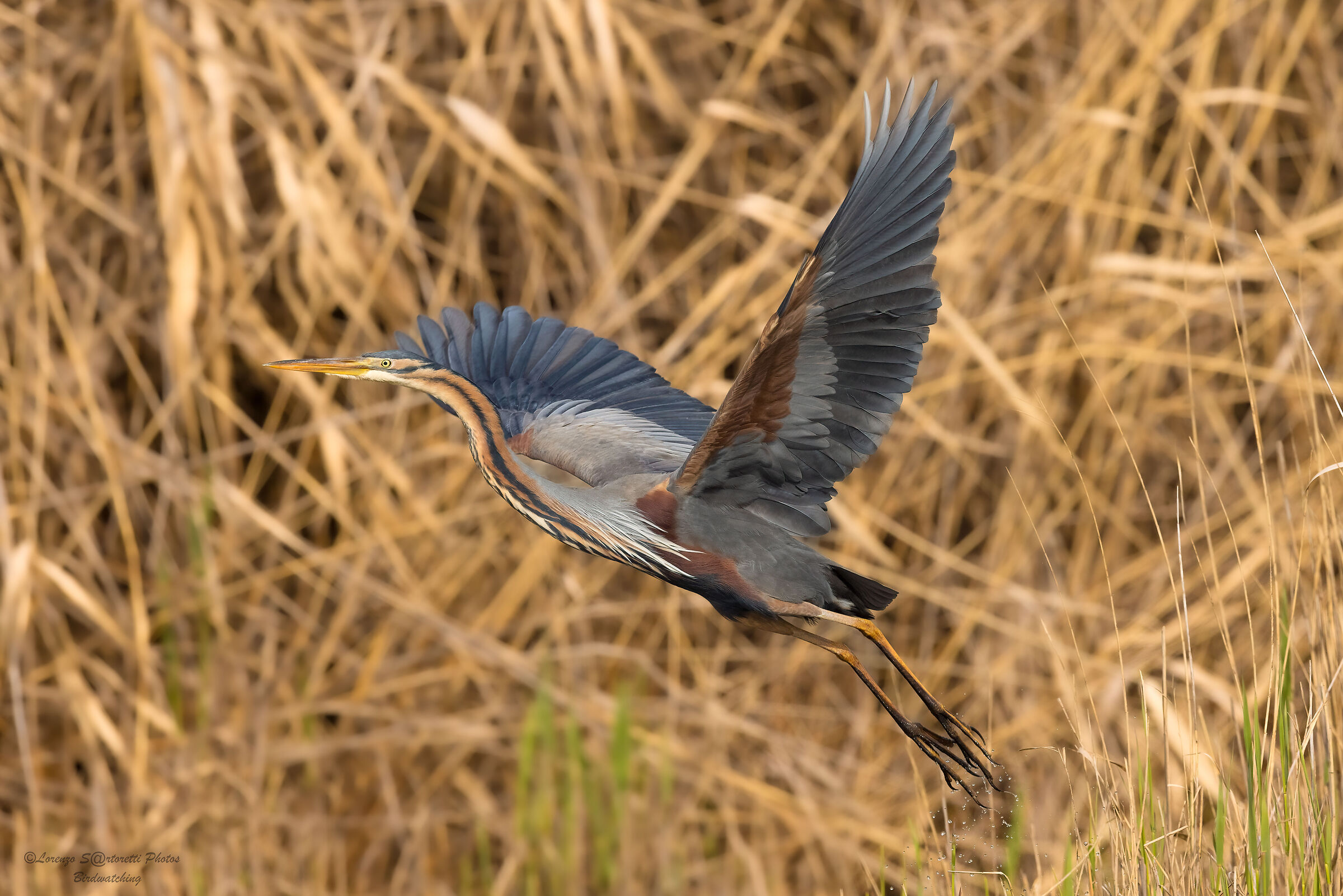 Purple heron