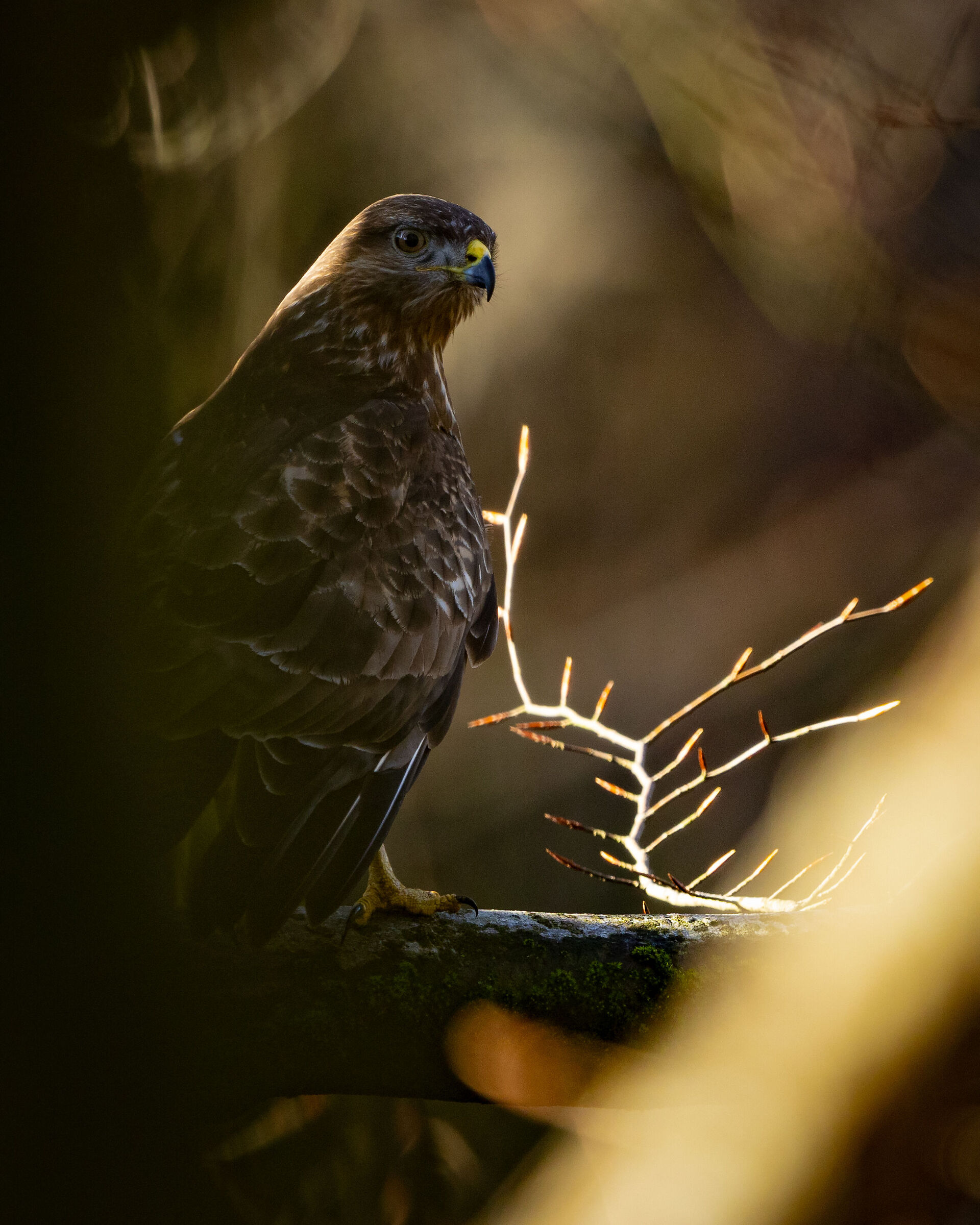 Poiana alle prime luci