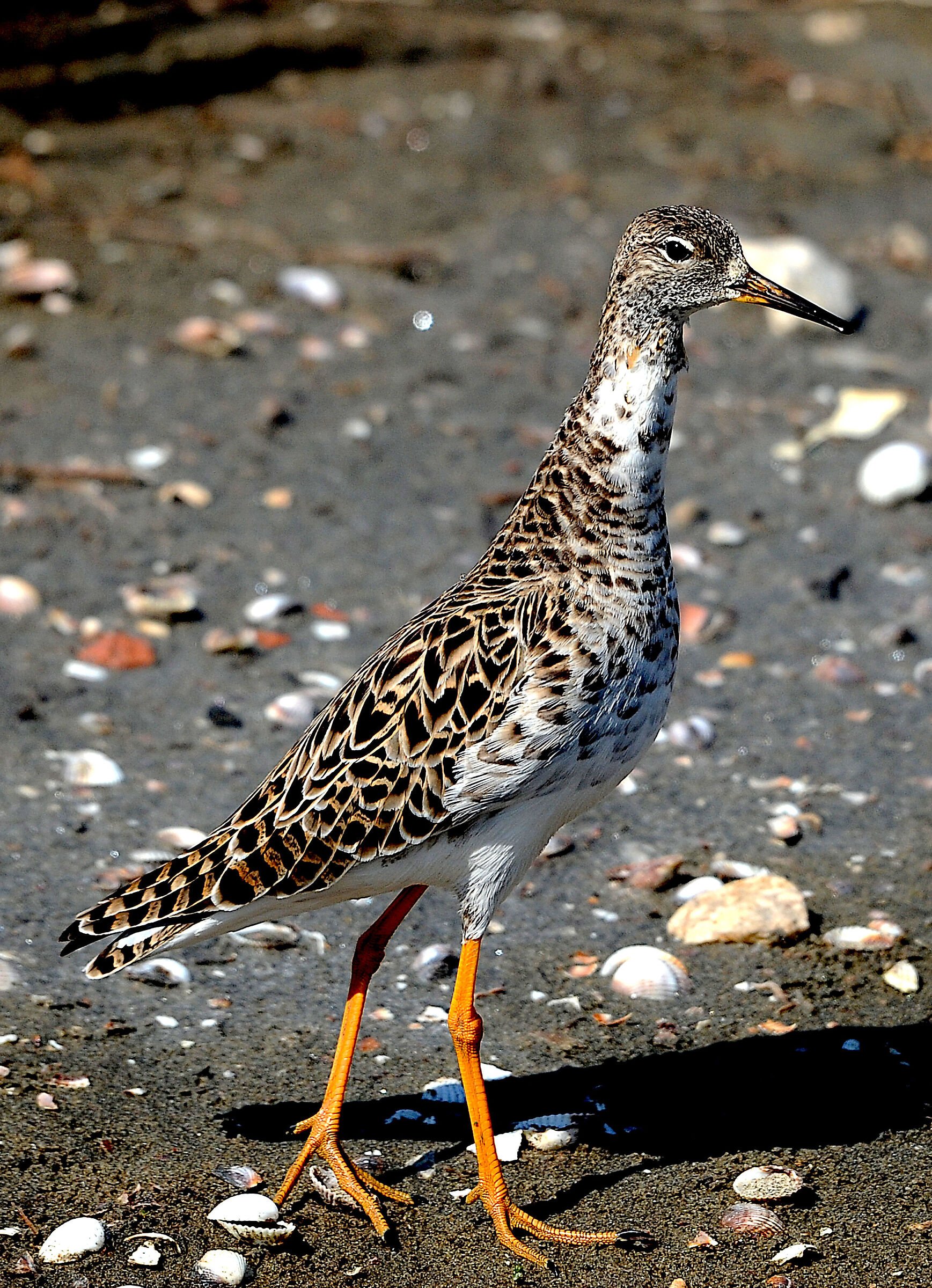 Fighter at the Pantani of Hell