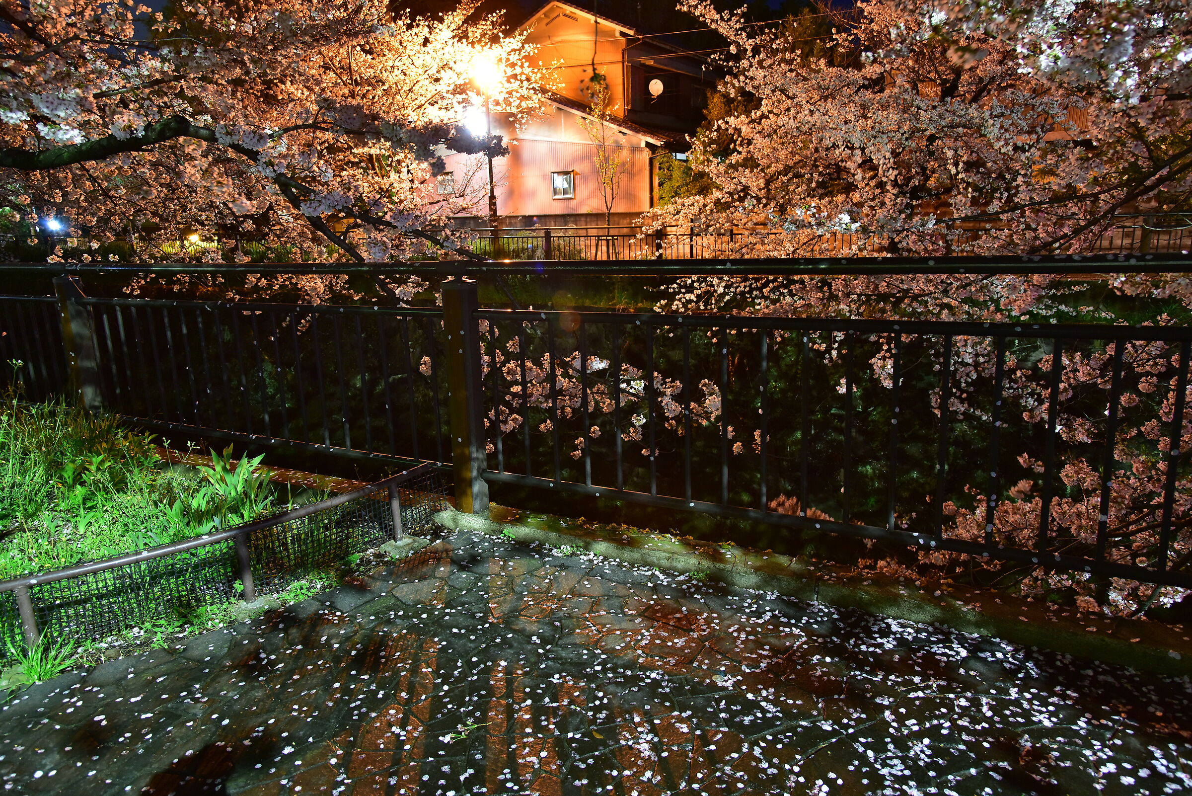midnight sakura show