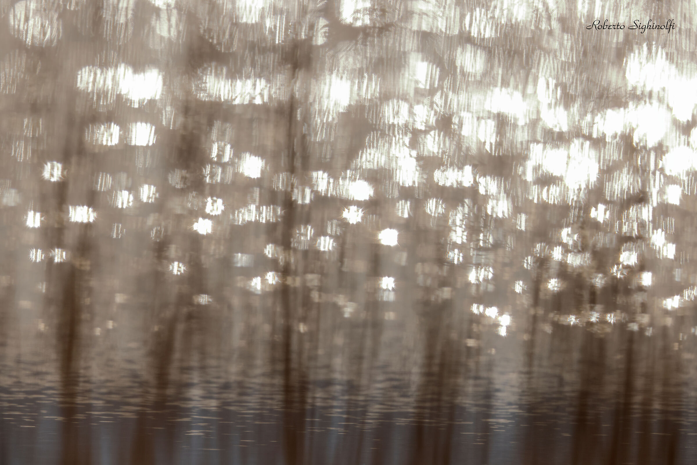 Riflessi nel canneto 1