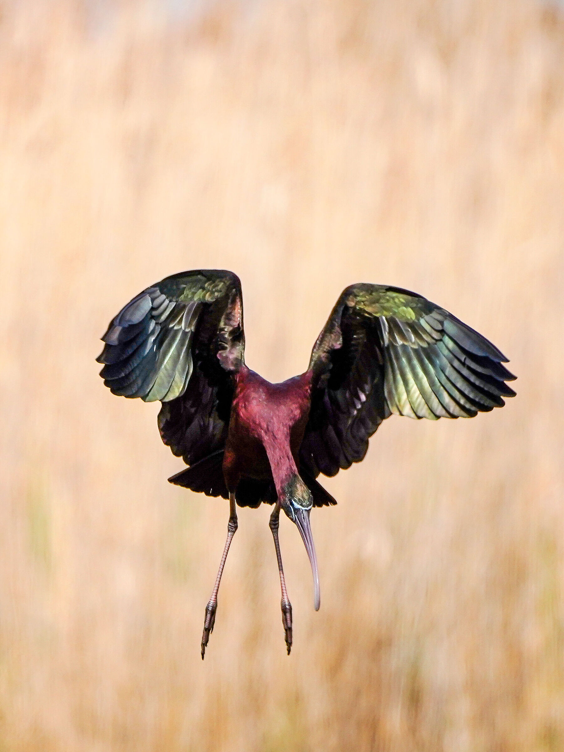 Glossy ibis