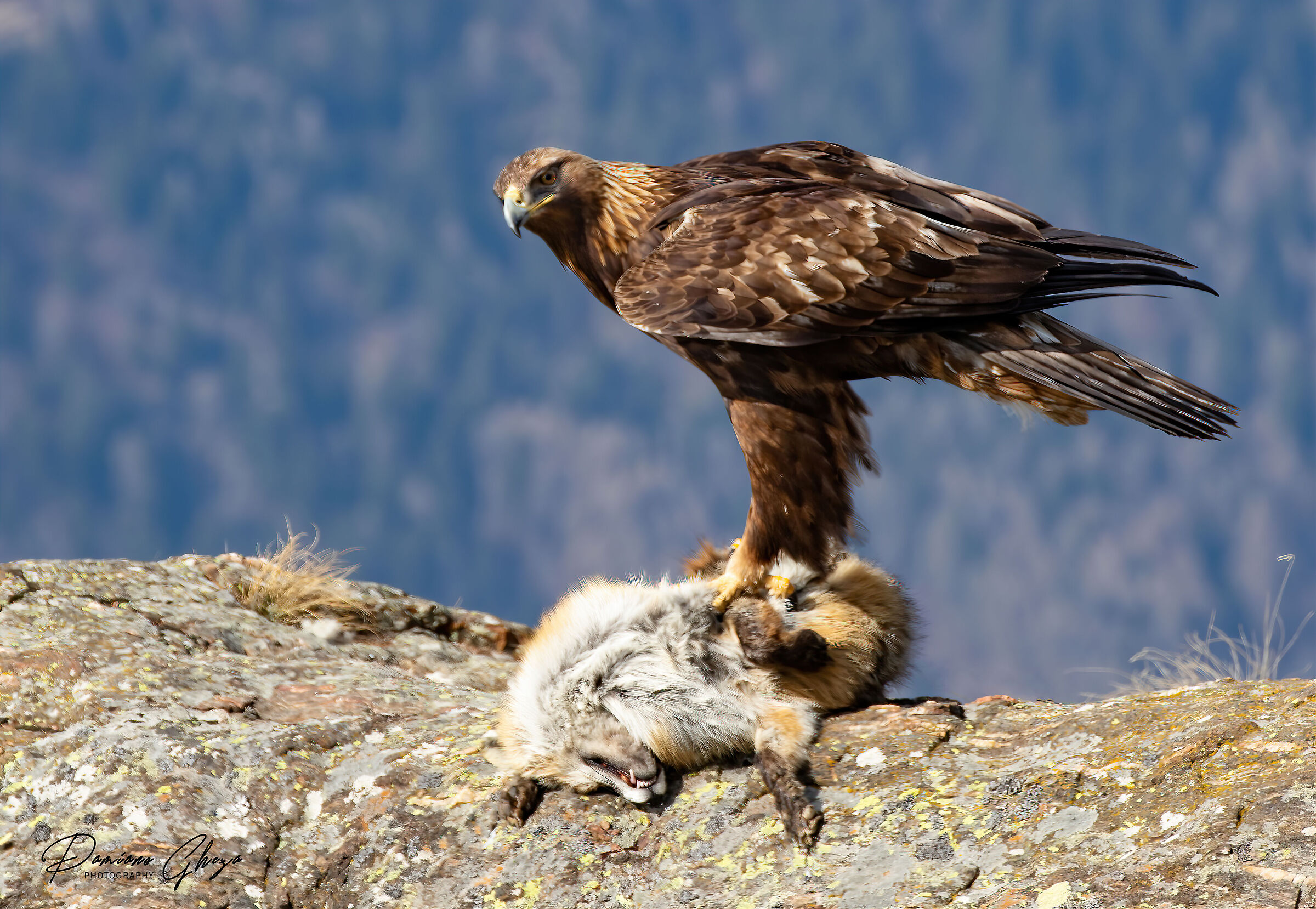 Aquila reale su carcassa di volpe