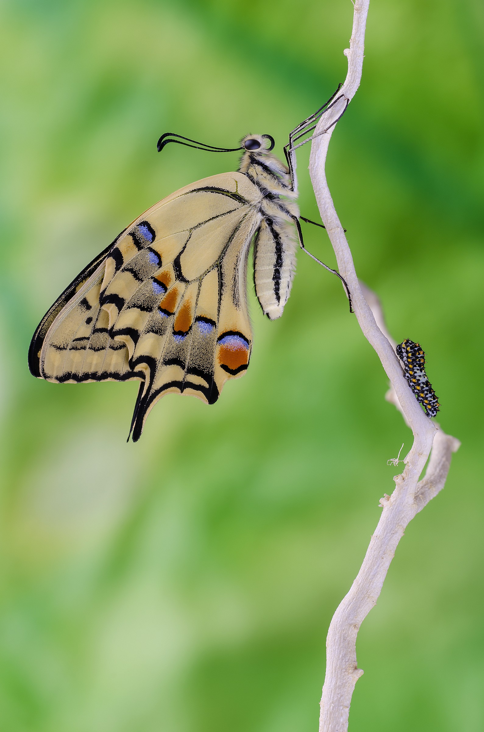 The queen and the prince