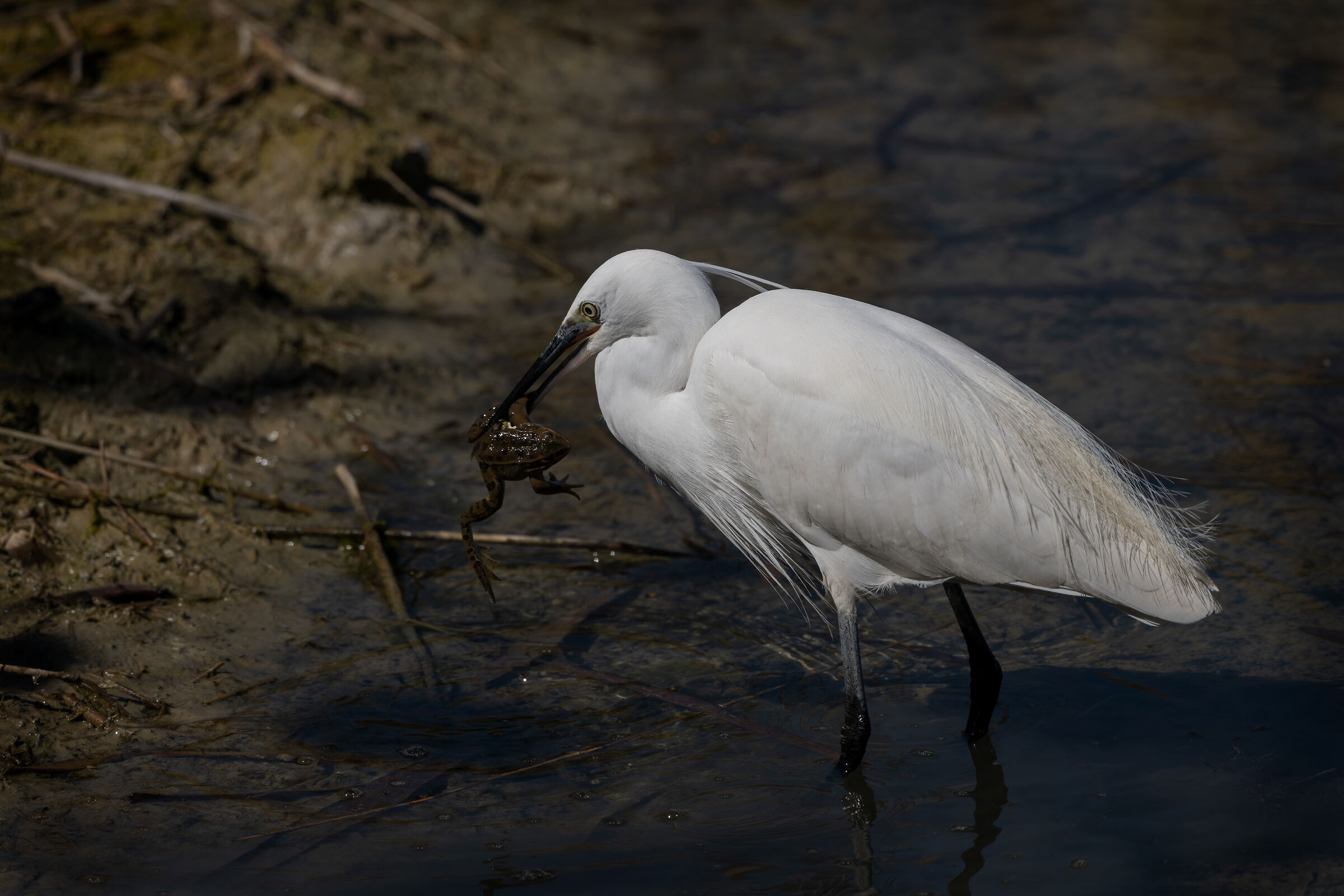 Egret