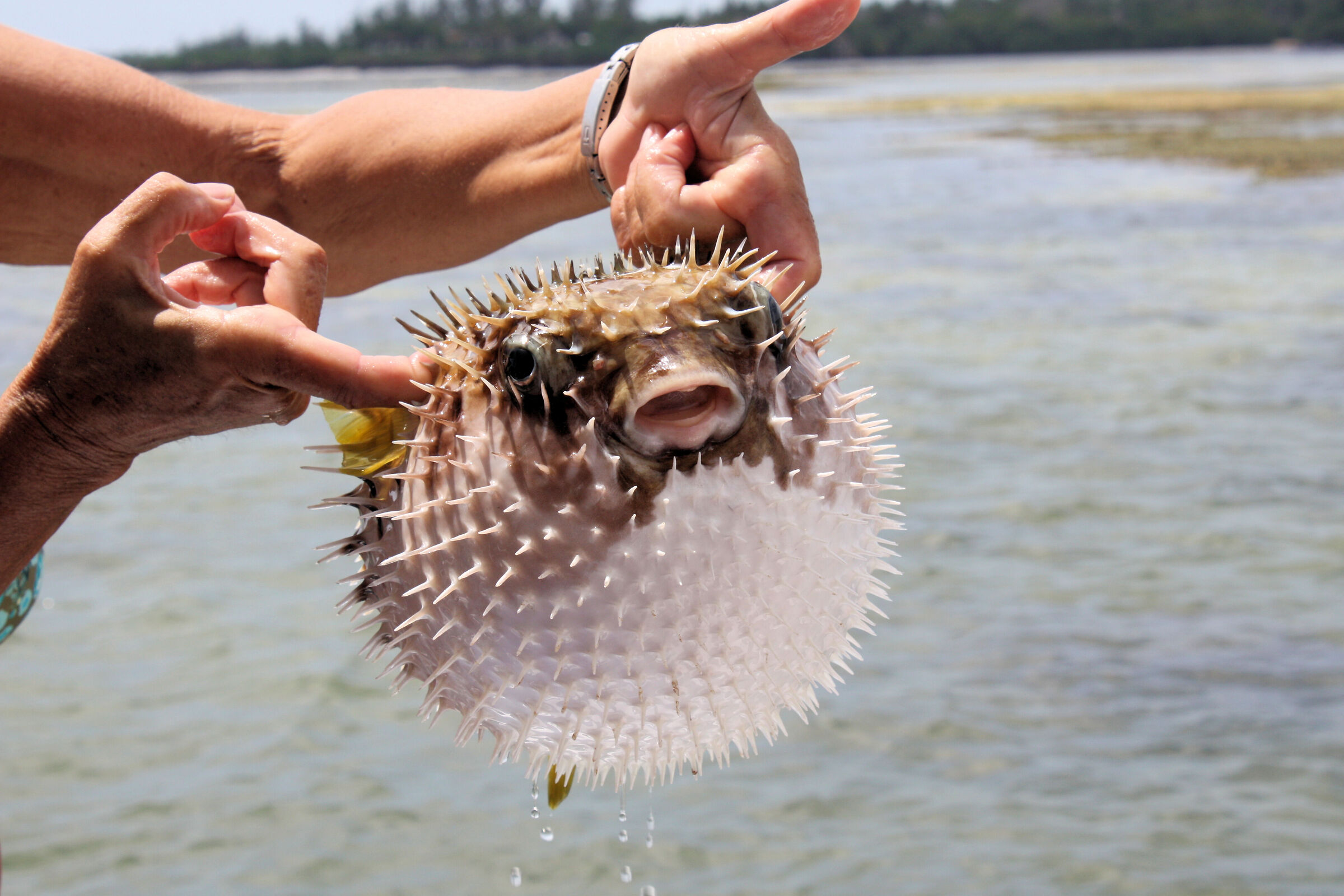 Kenya, Pesce Istrice