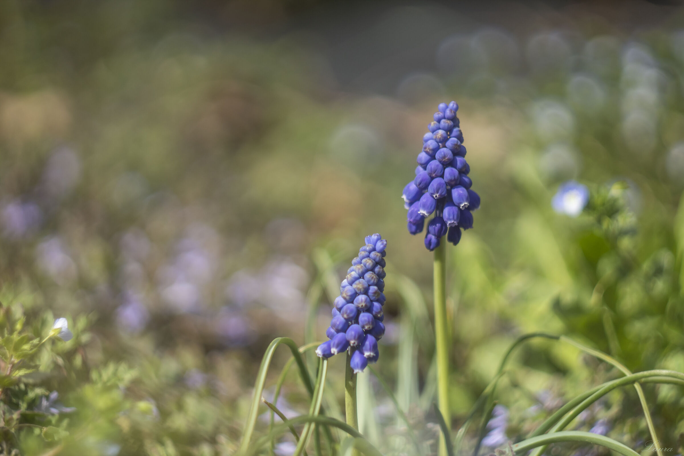 Muscari