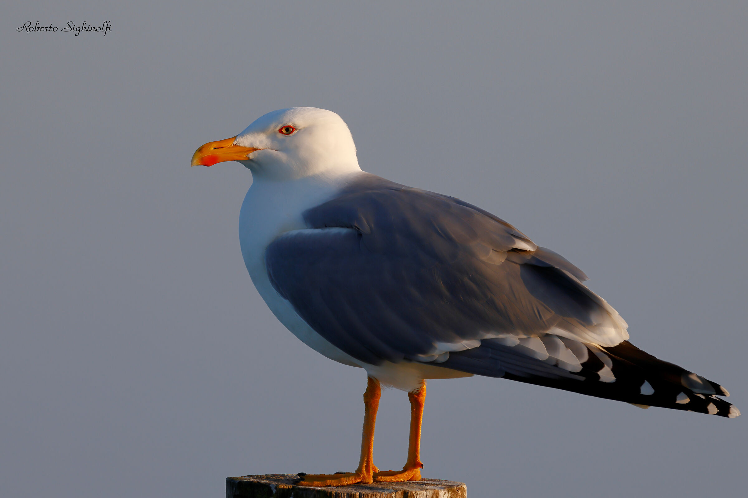 Gabbiano con luce tamonto