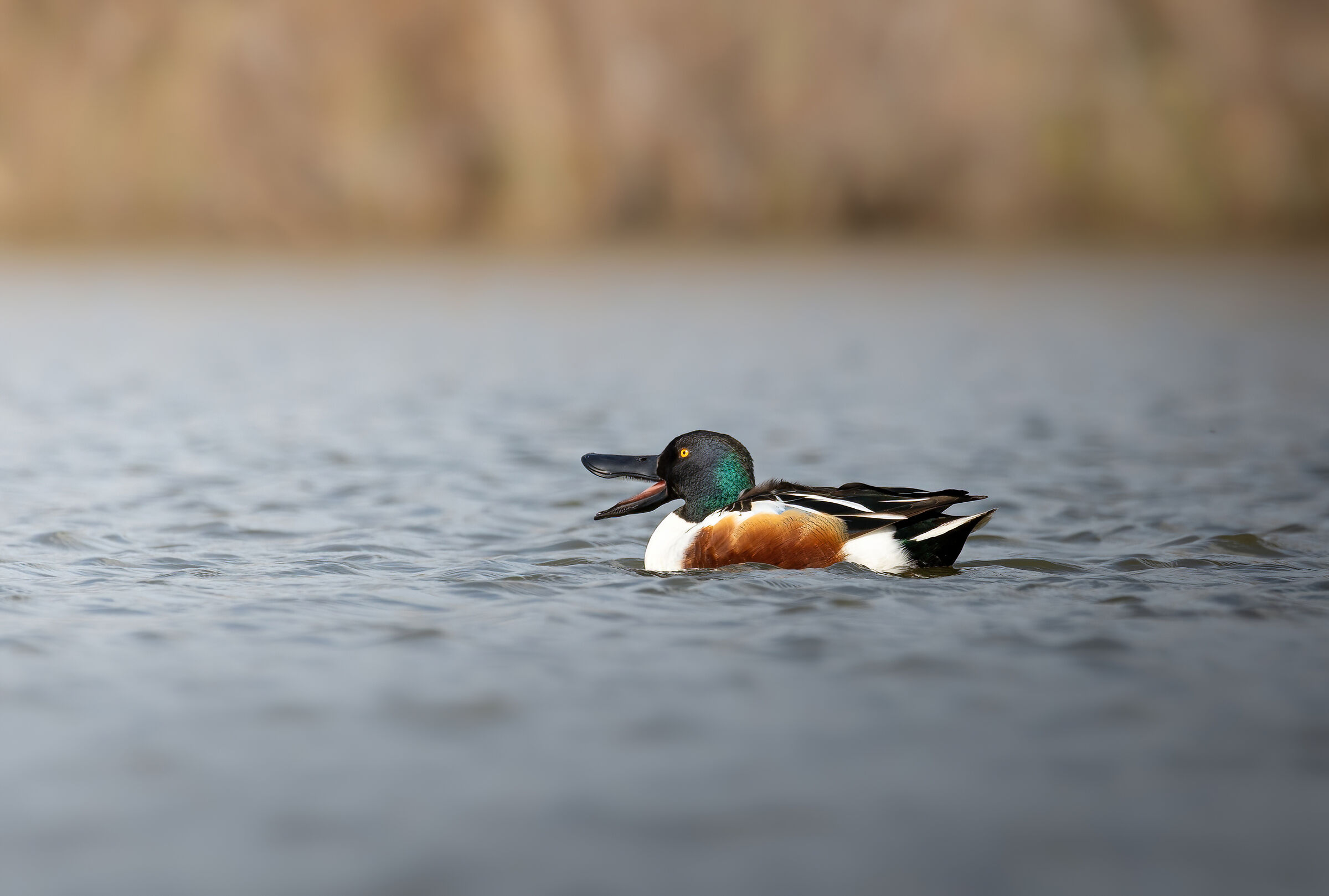 Why do you call me a shoveler?