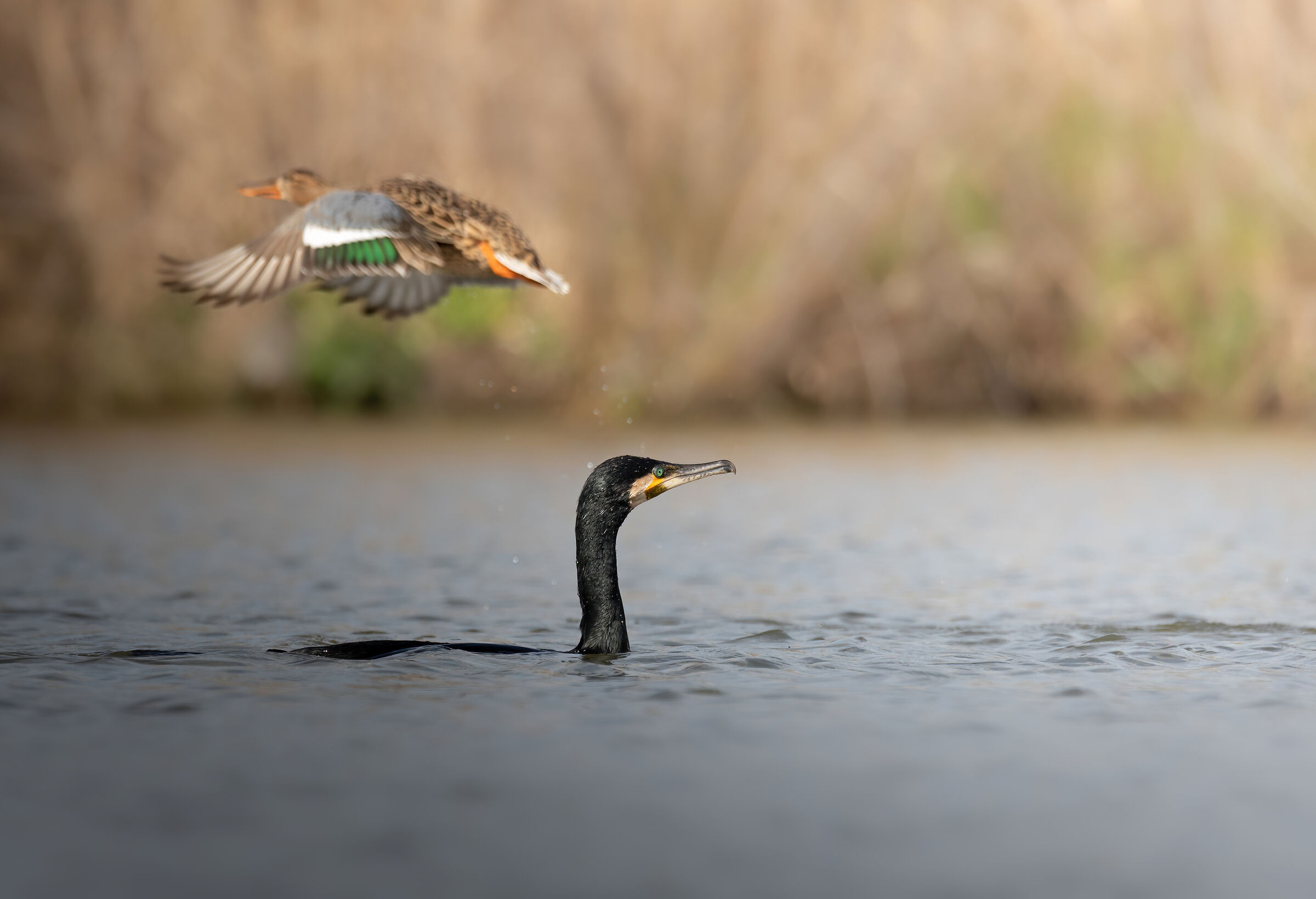 Here comes the Cormorant! Run!