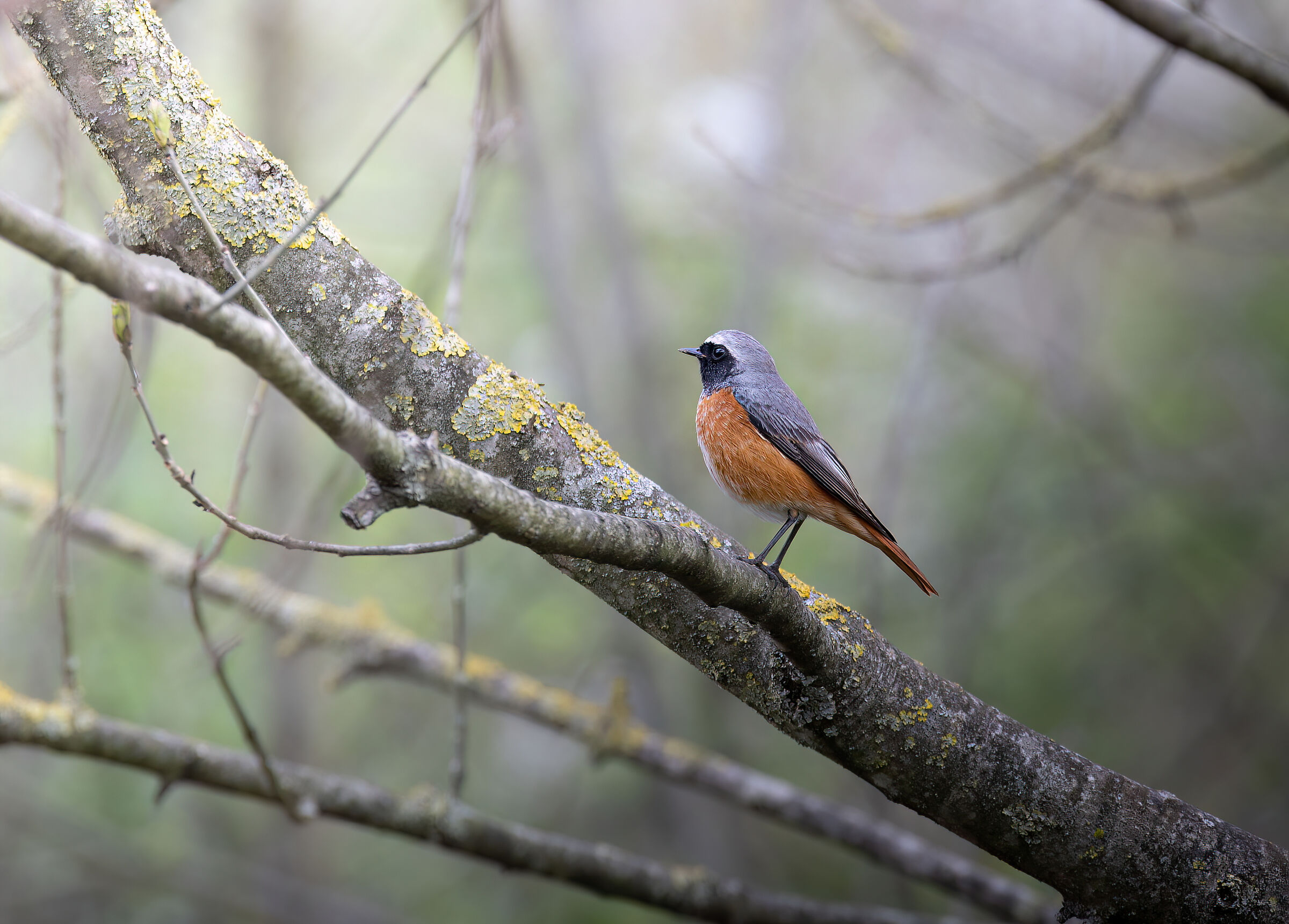 Redstart in name and in fact