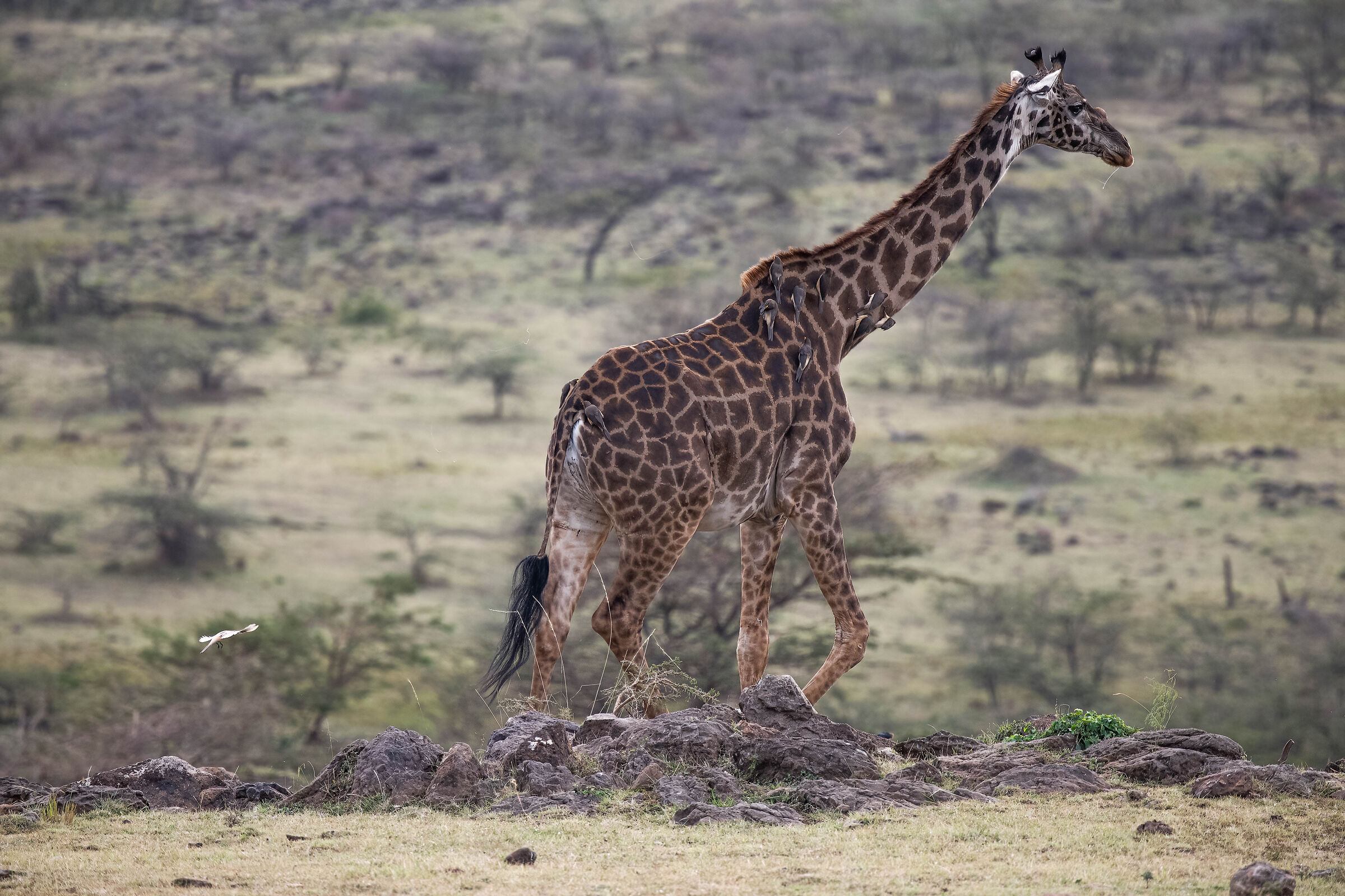 Masai Mara