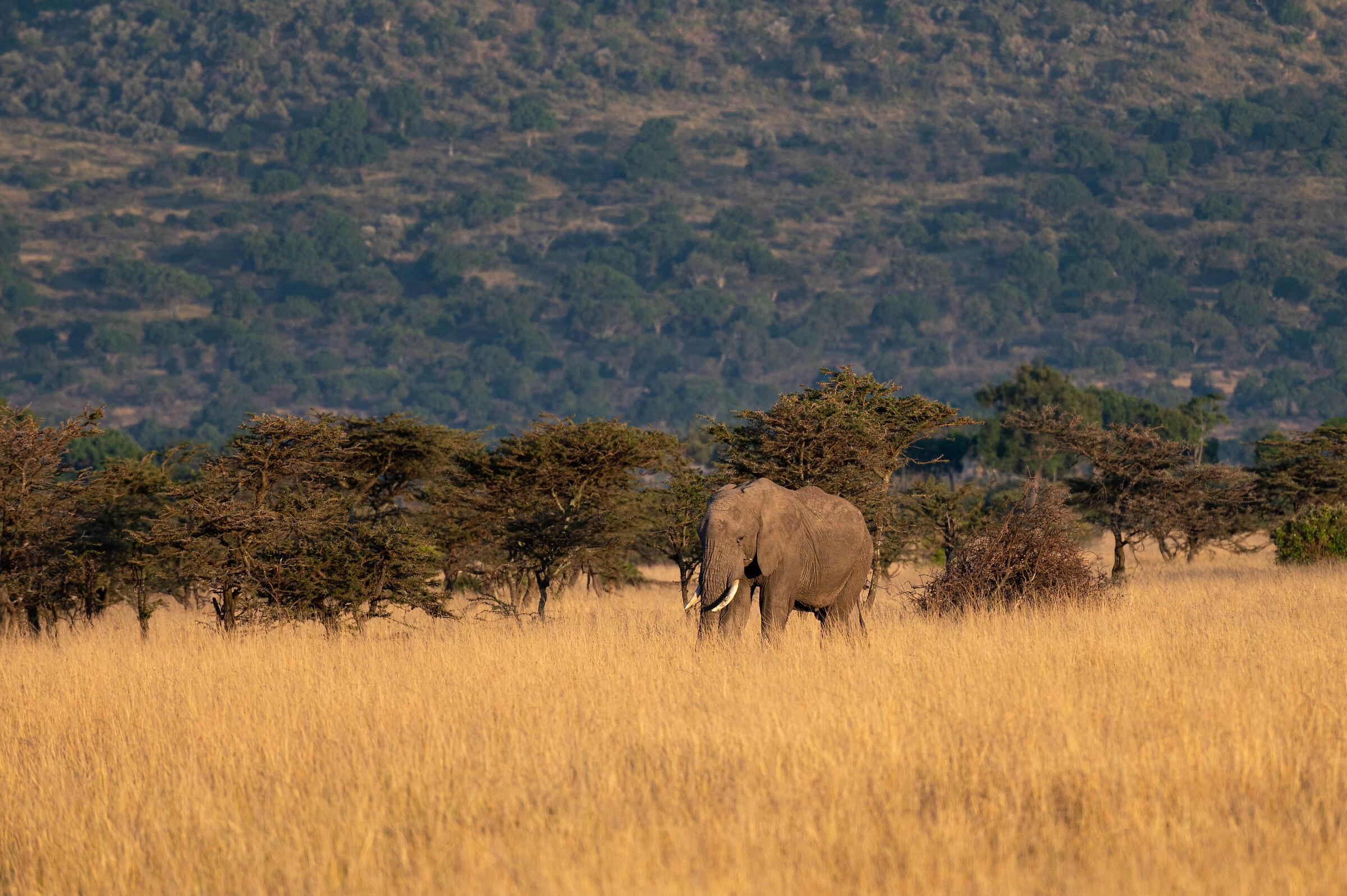 free in the savannah