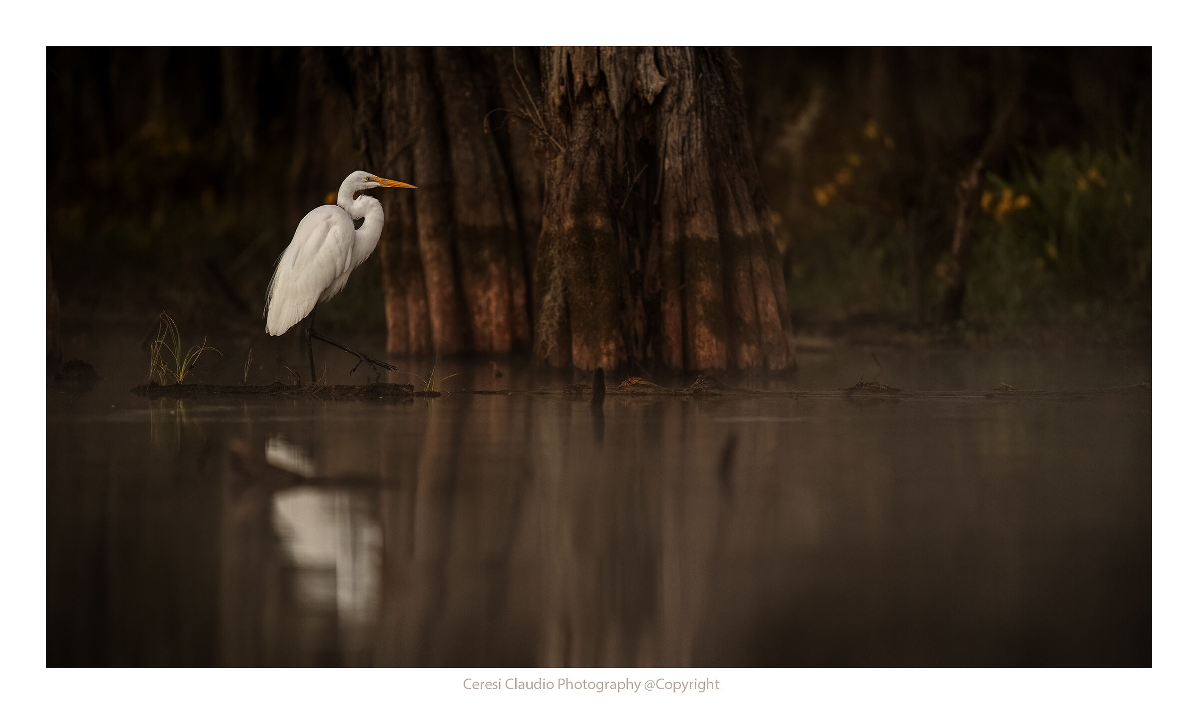 White Heron