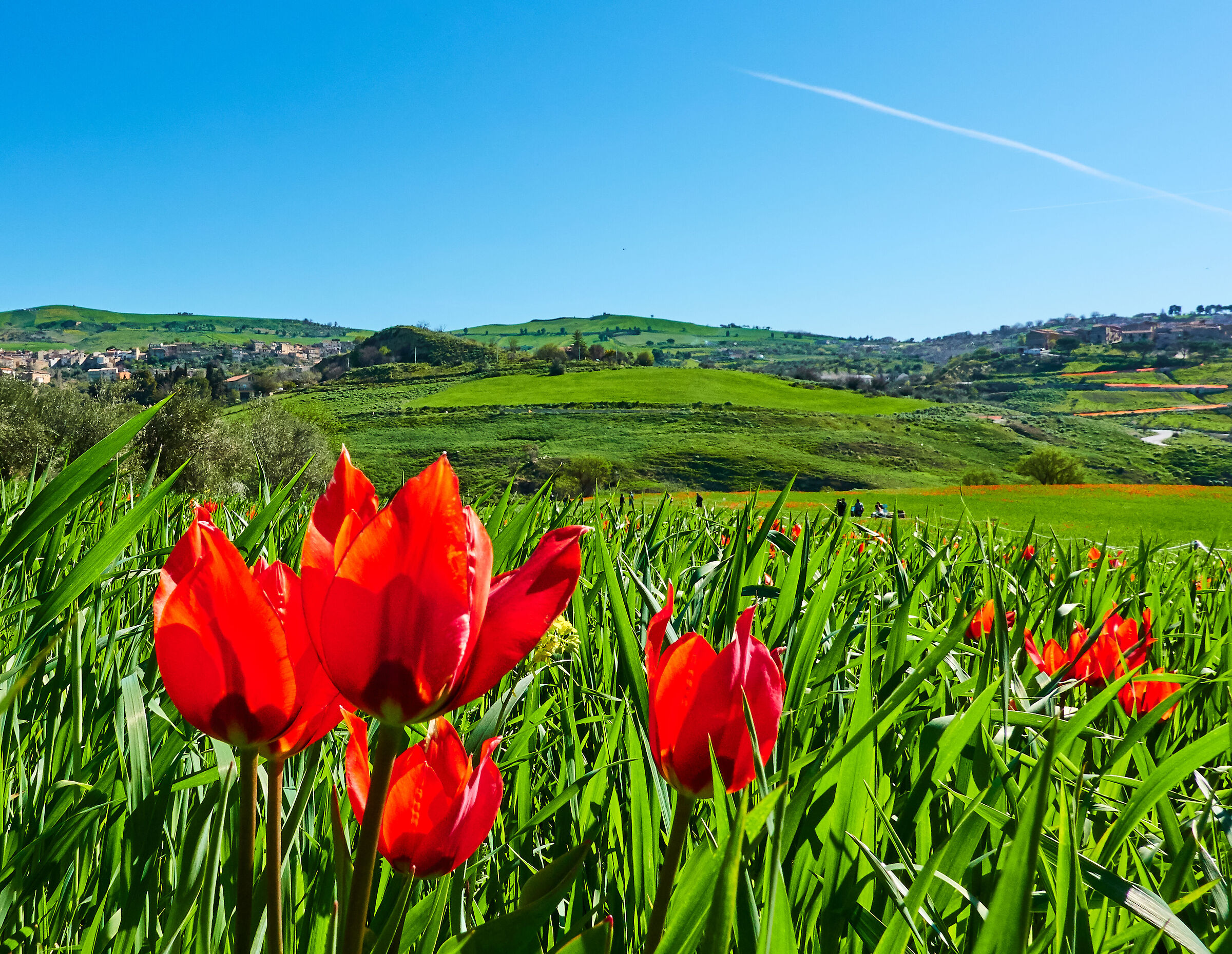 Non solo Castelluccio: i Tulipani selvatici di Blufi