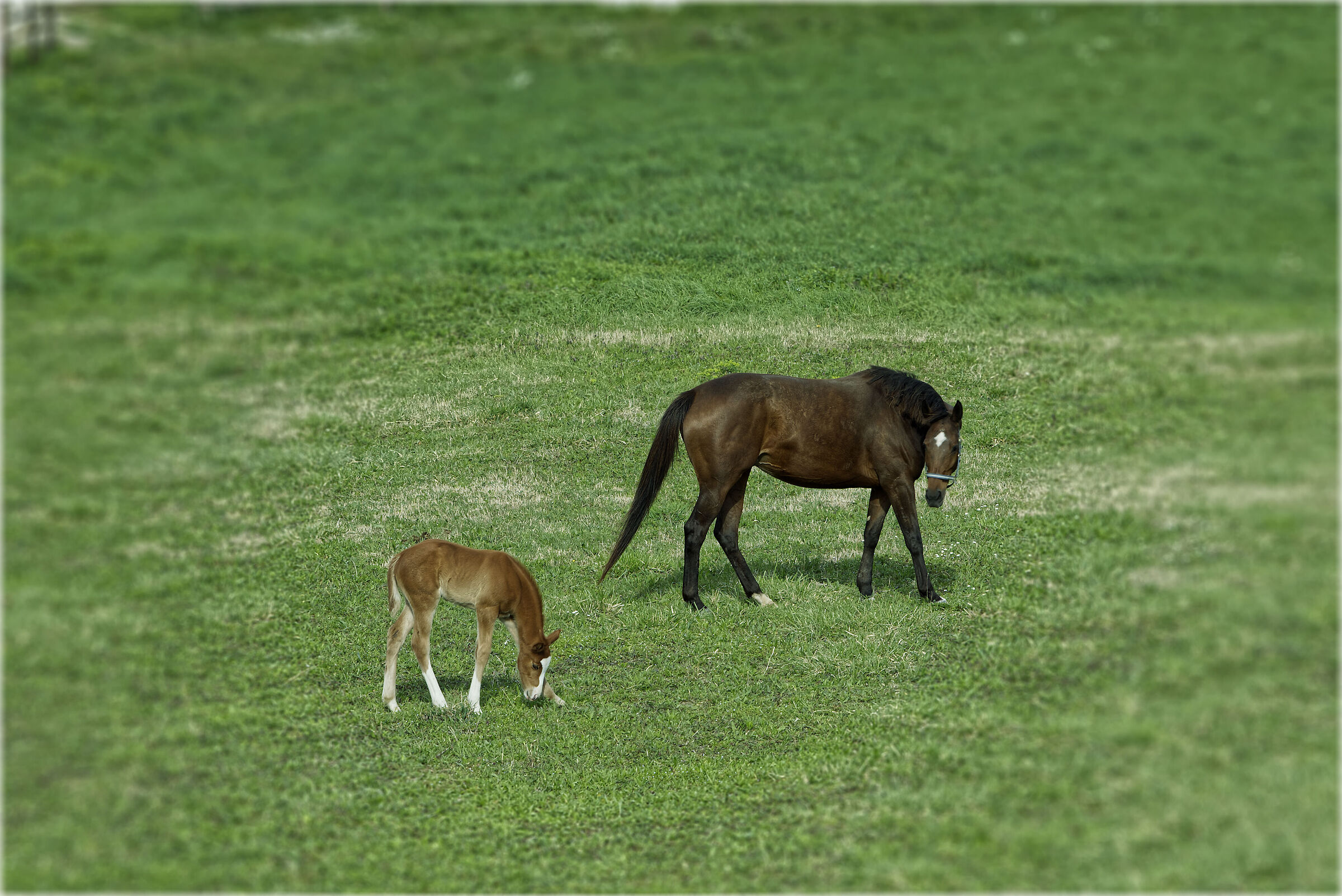 La mamma col cucciolo...