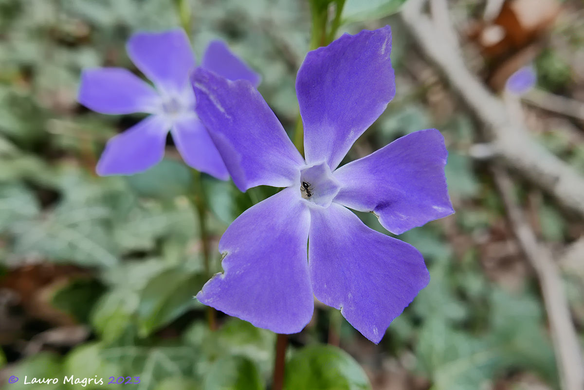 Pervinca maggiore