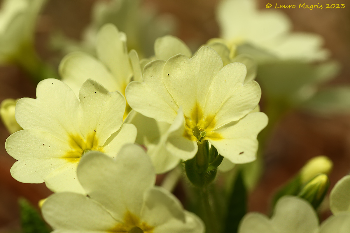 Primula vulgaris