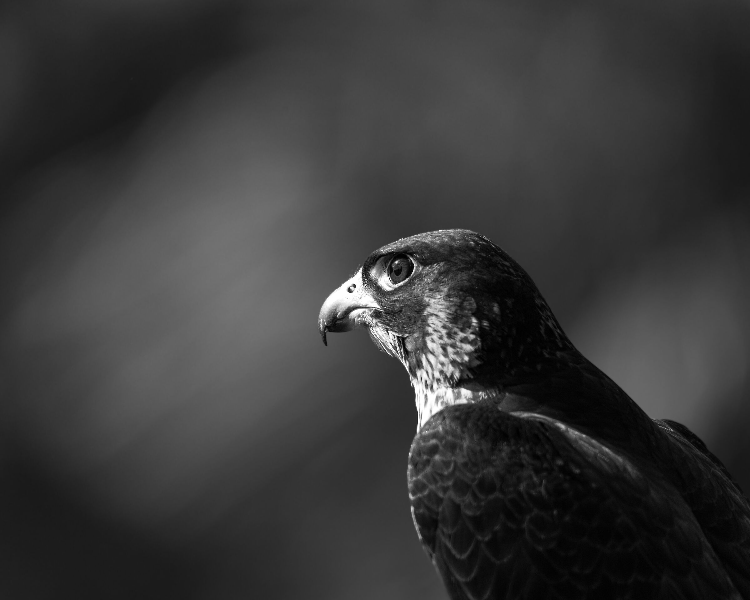 Pellegrino in bianco e nero