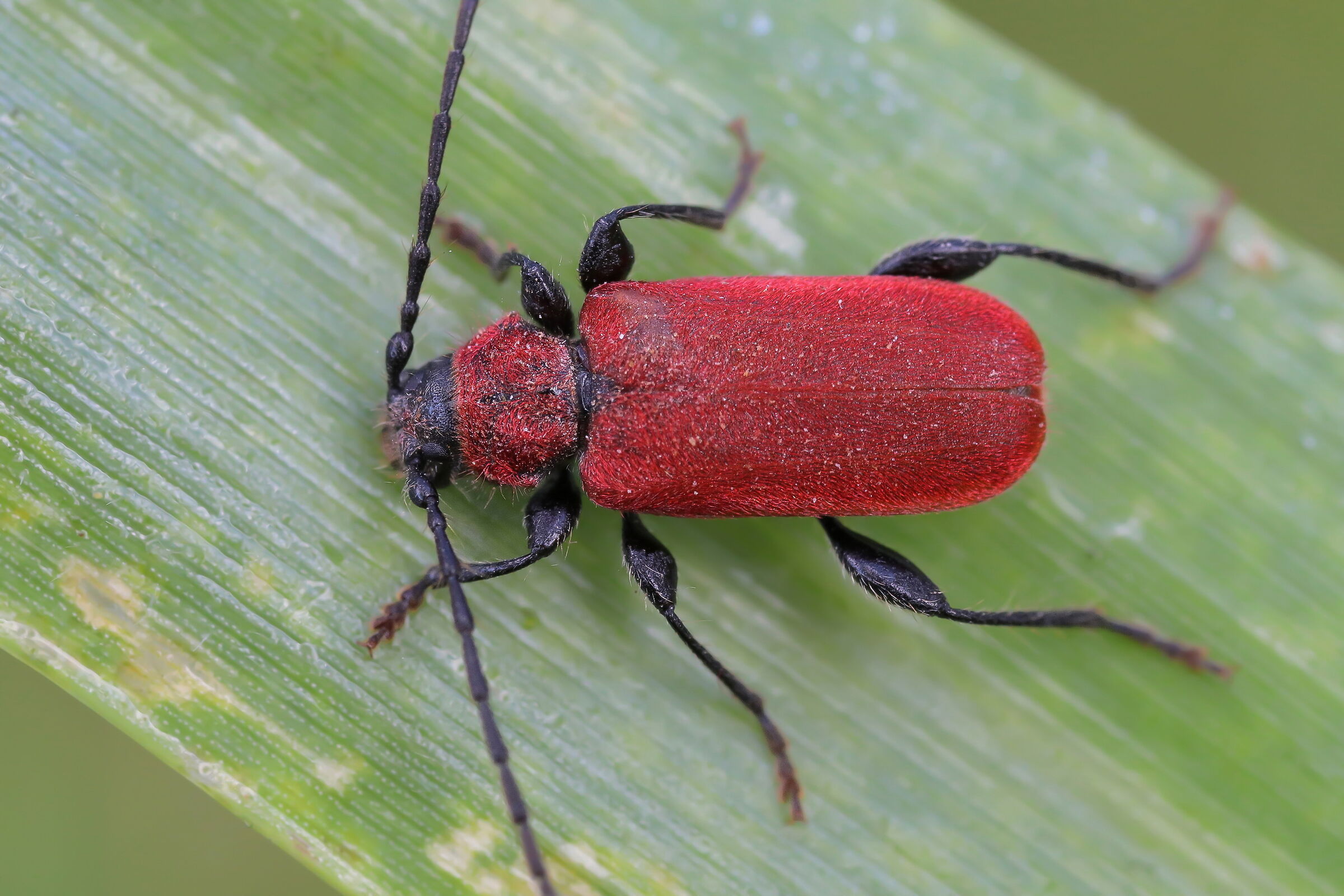 Pyrrhidium sanguineum