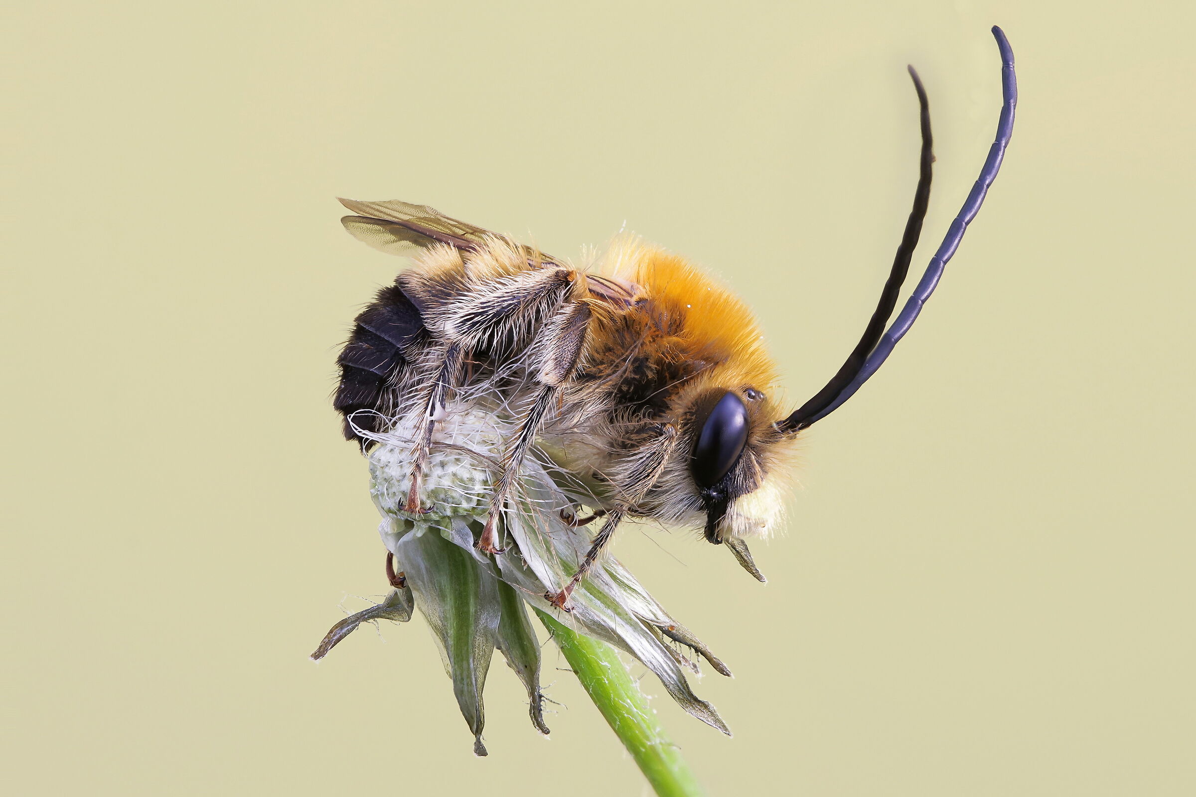 Eucera nigrescens