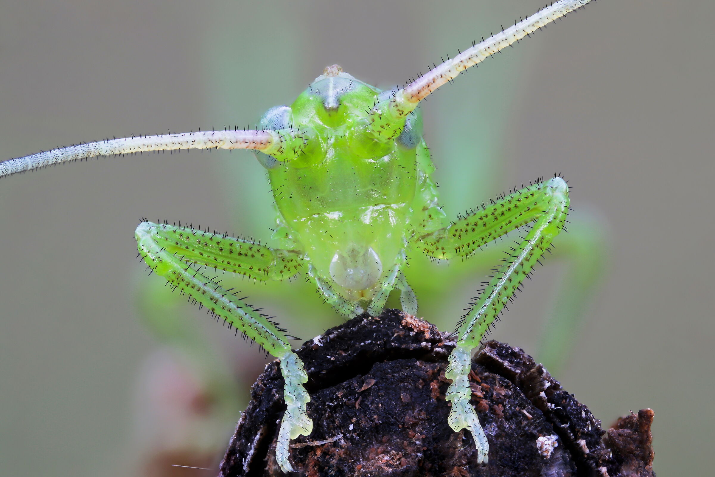 Neanide di Tettigonia viridissima