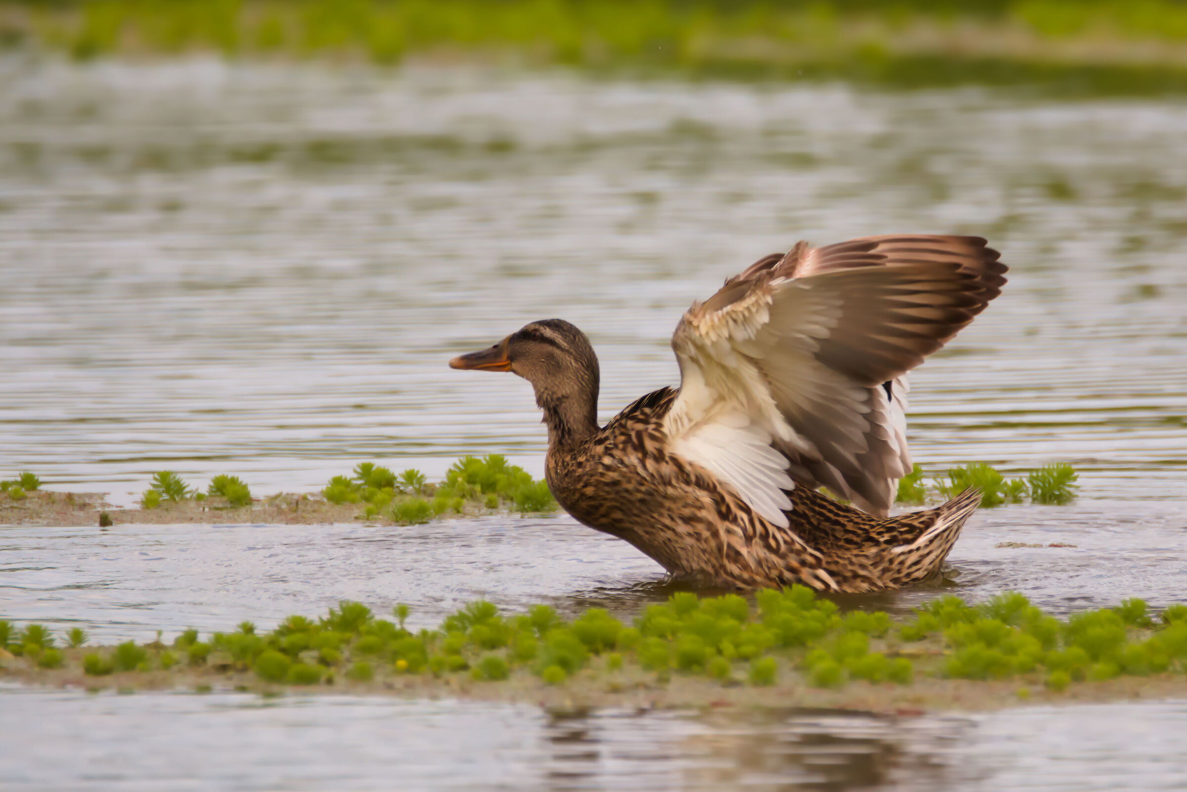 Germano reale femmina
