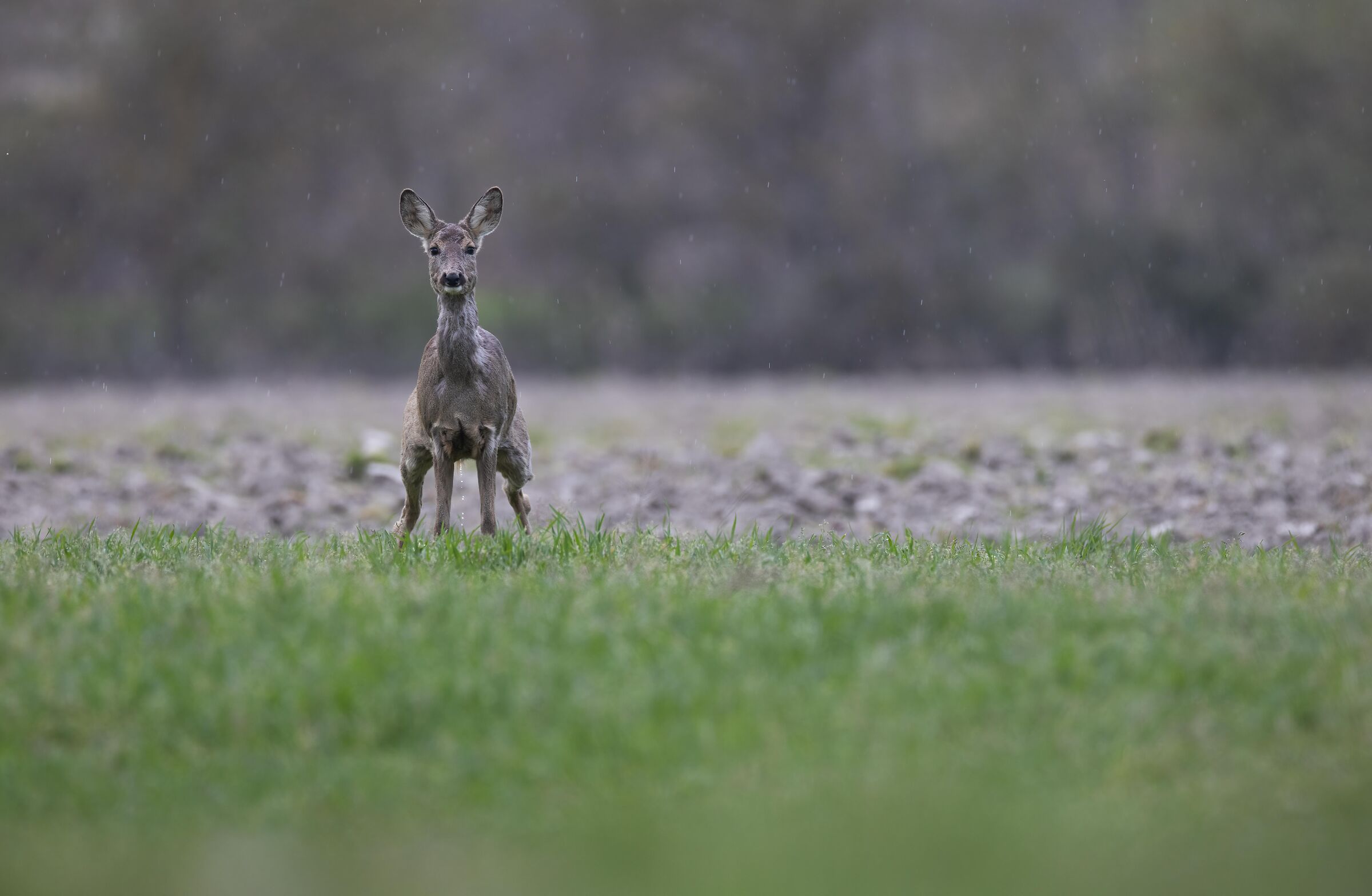 Quando scappa scappa!