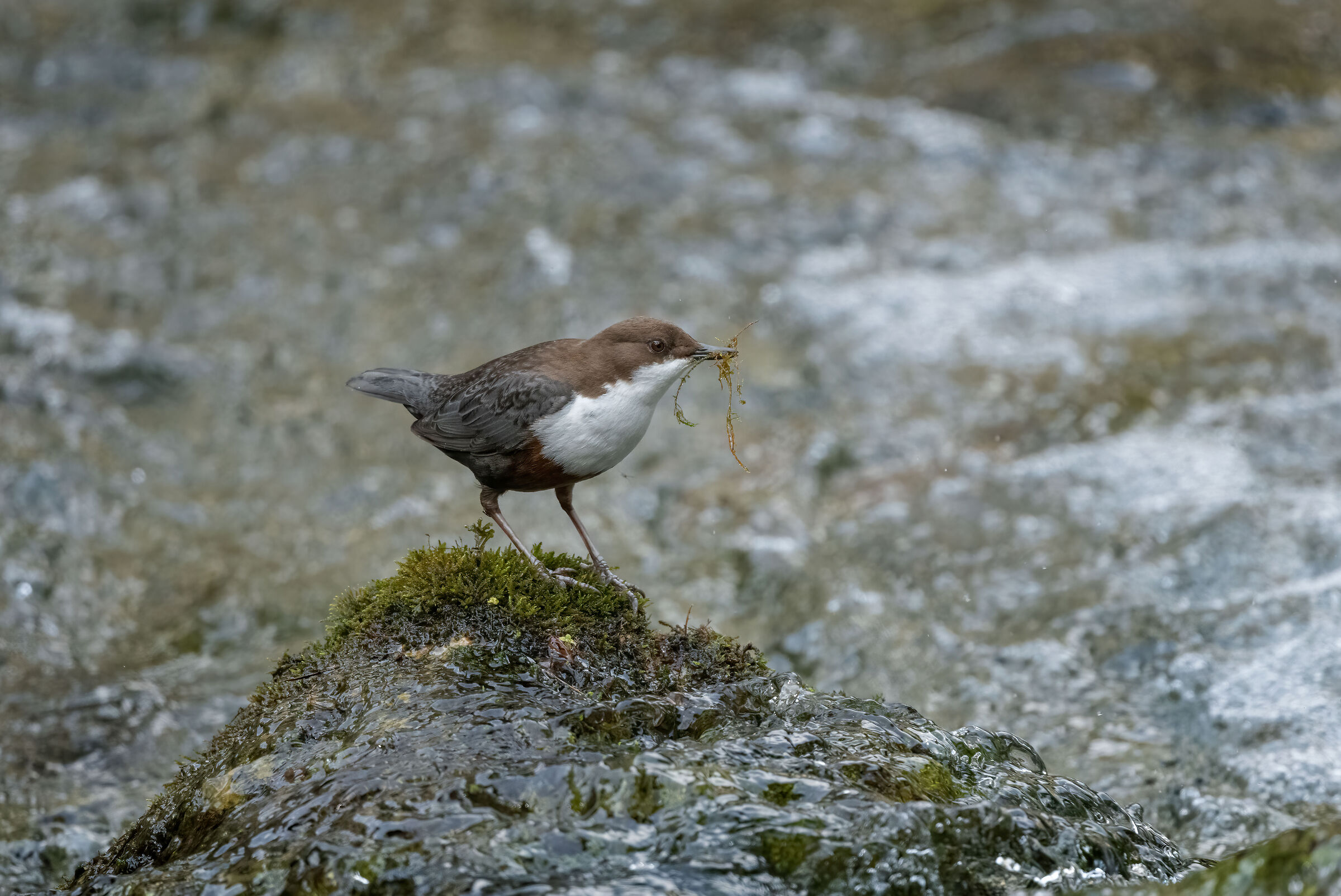 White-throated dipper