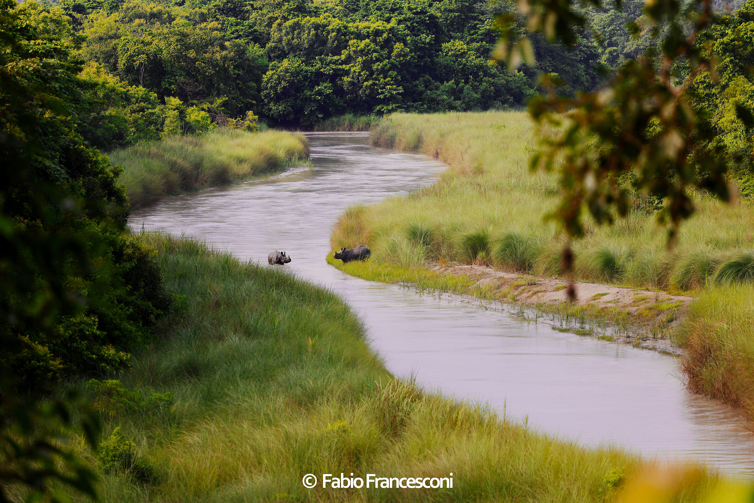 Indian rhinos Bardiya National Park