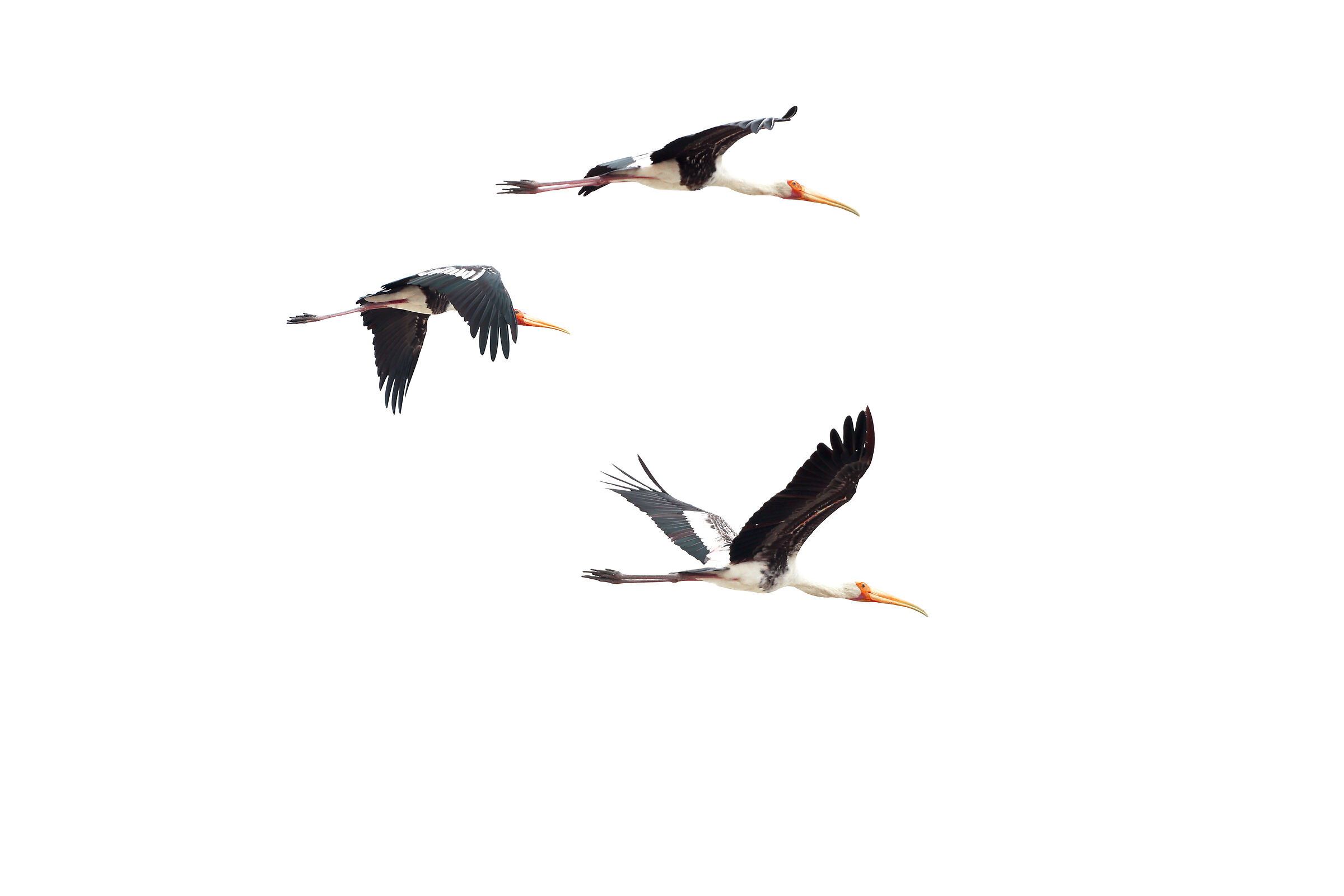 Storks