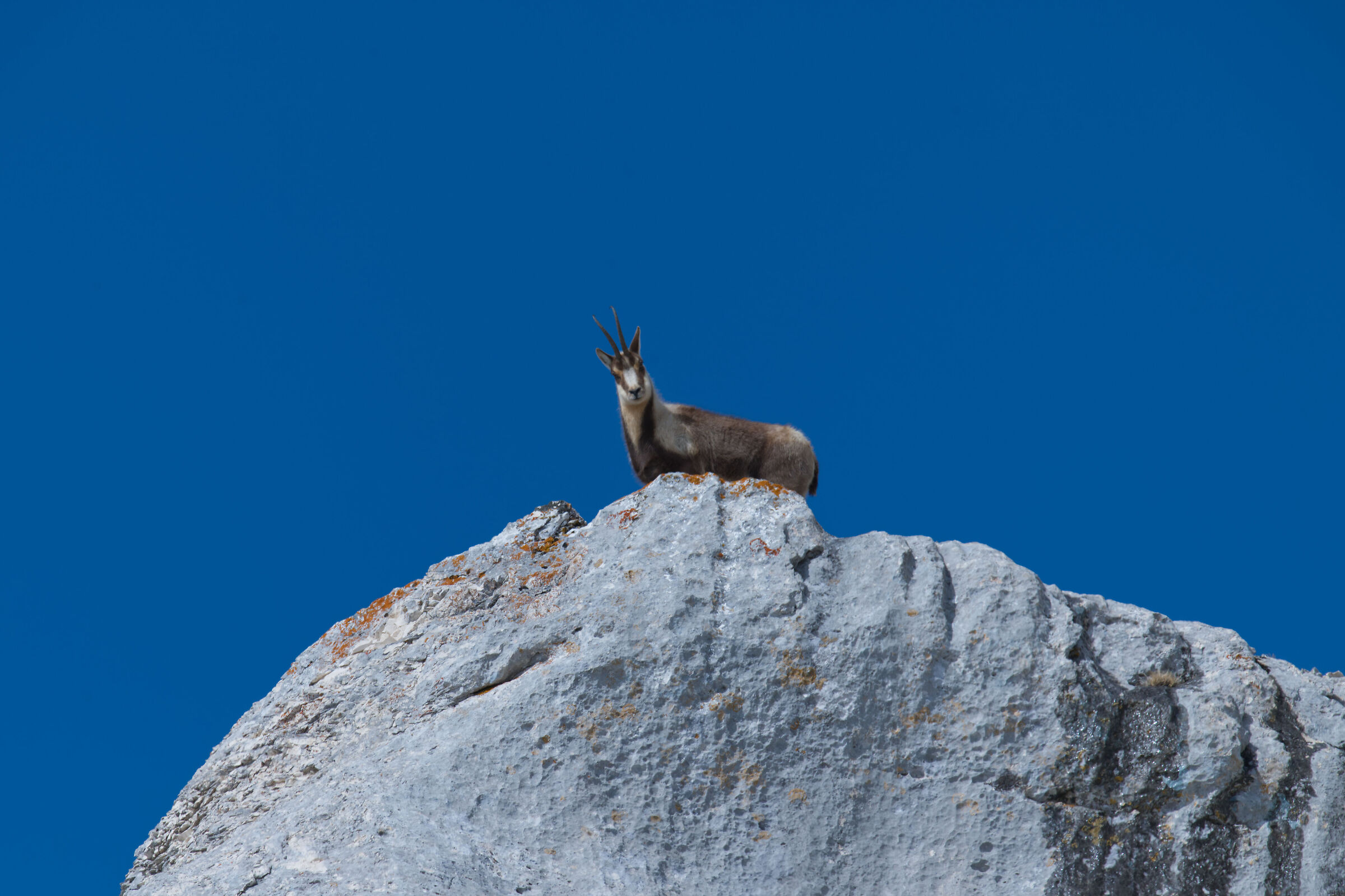 The observer