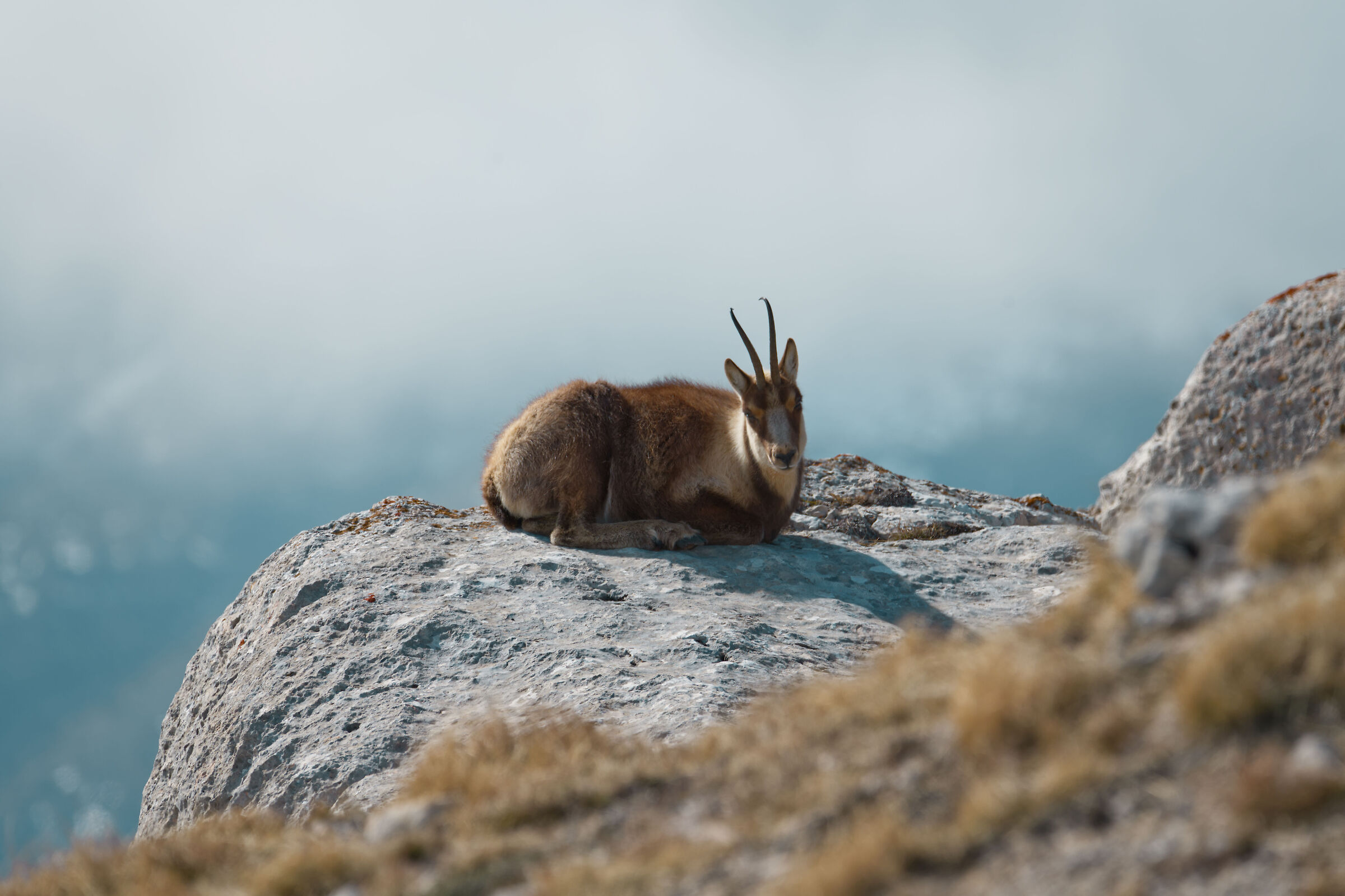 Suede at rest