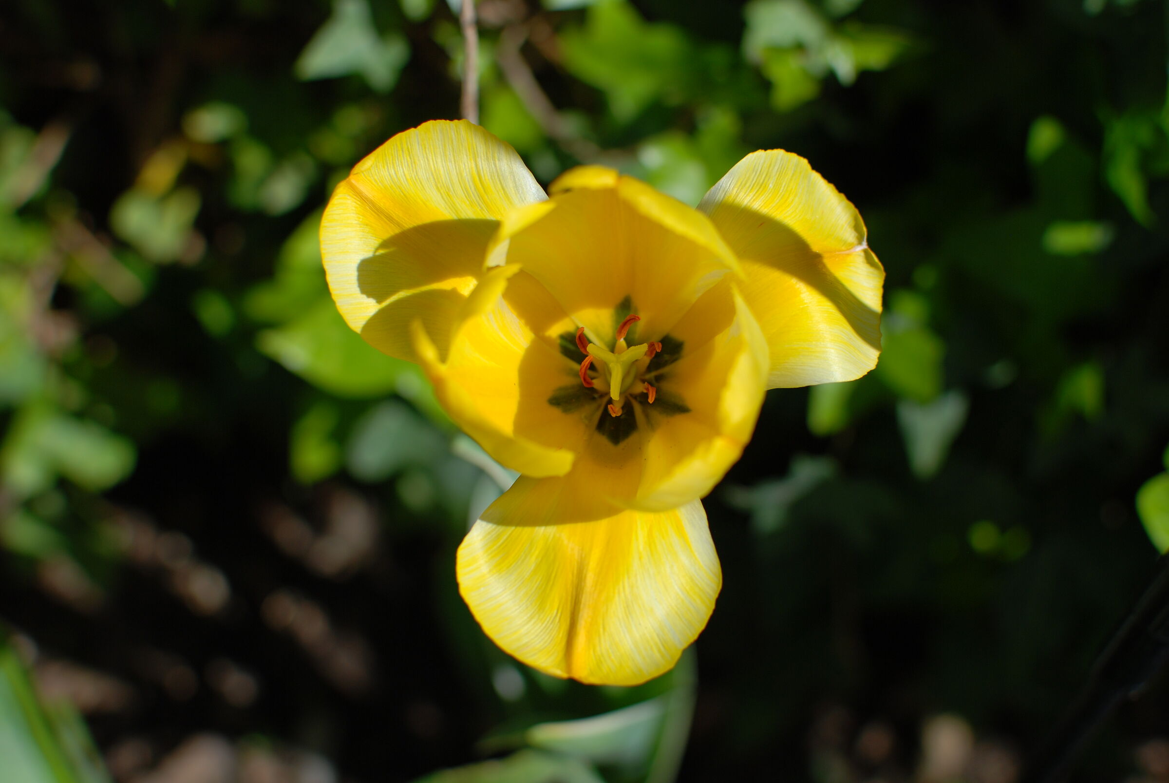 Tulipano giallo