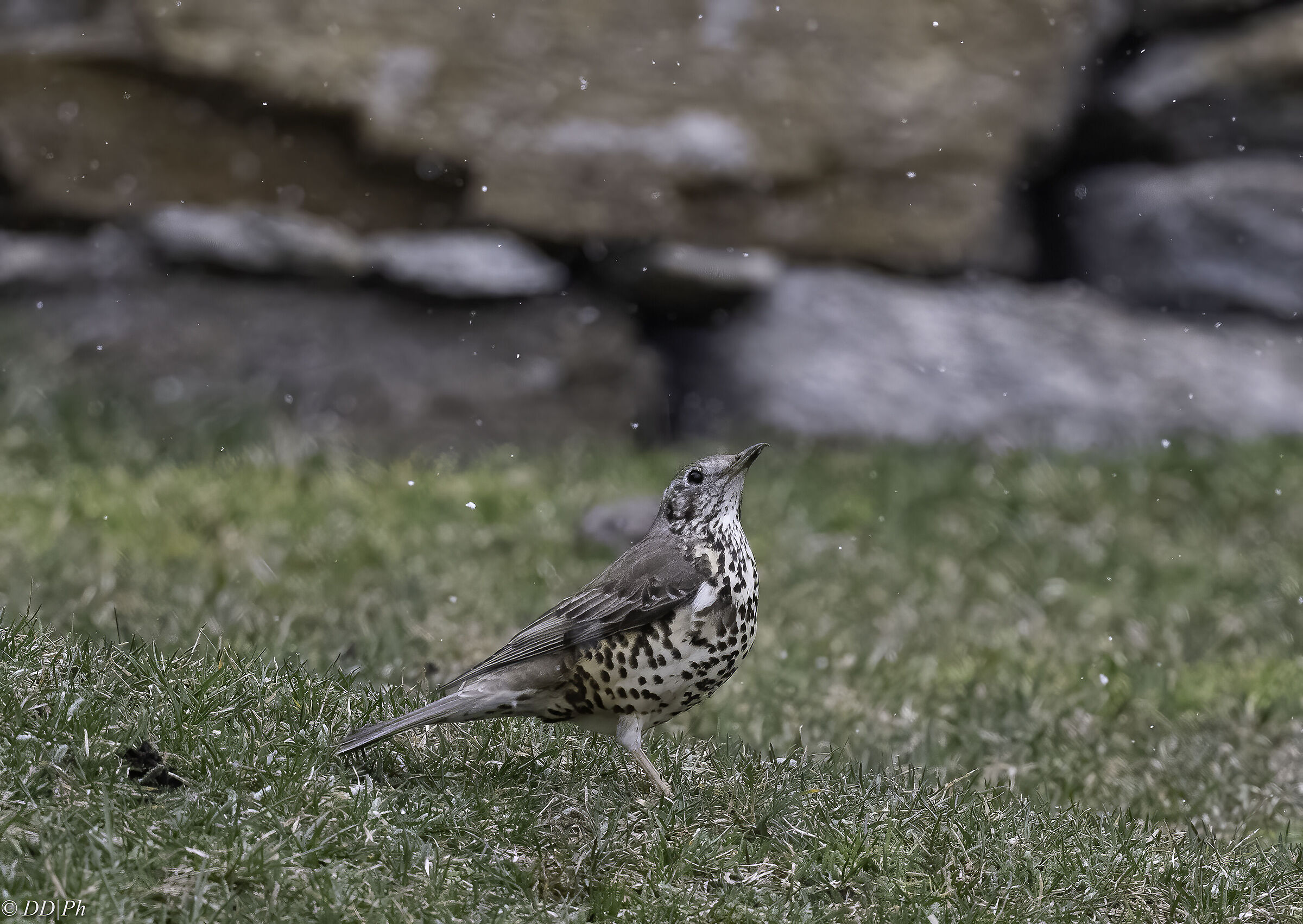 Mistle thrush