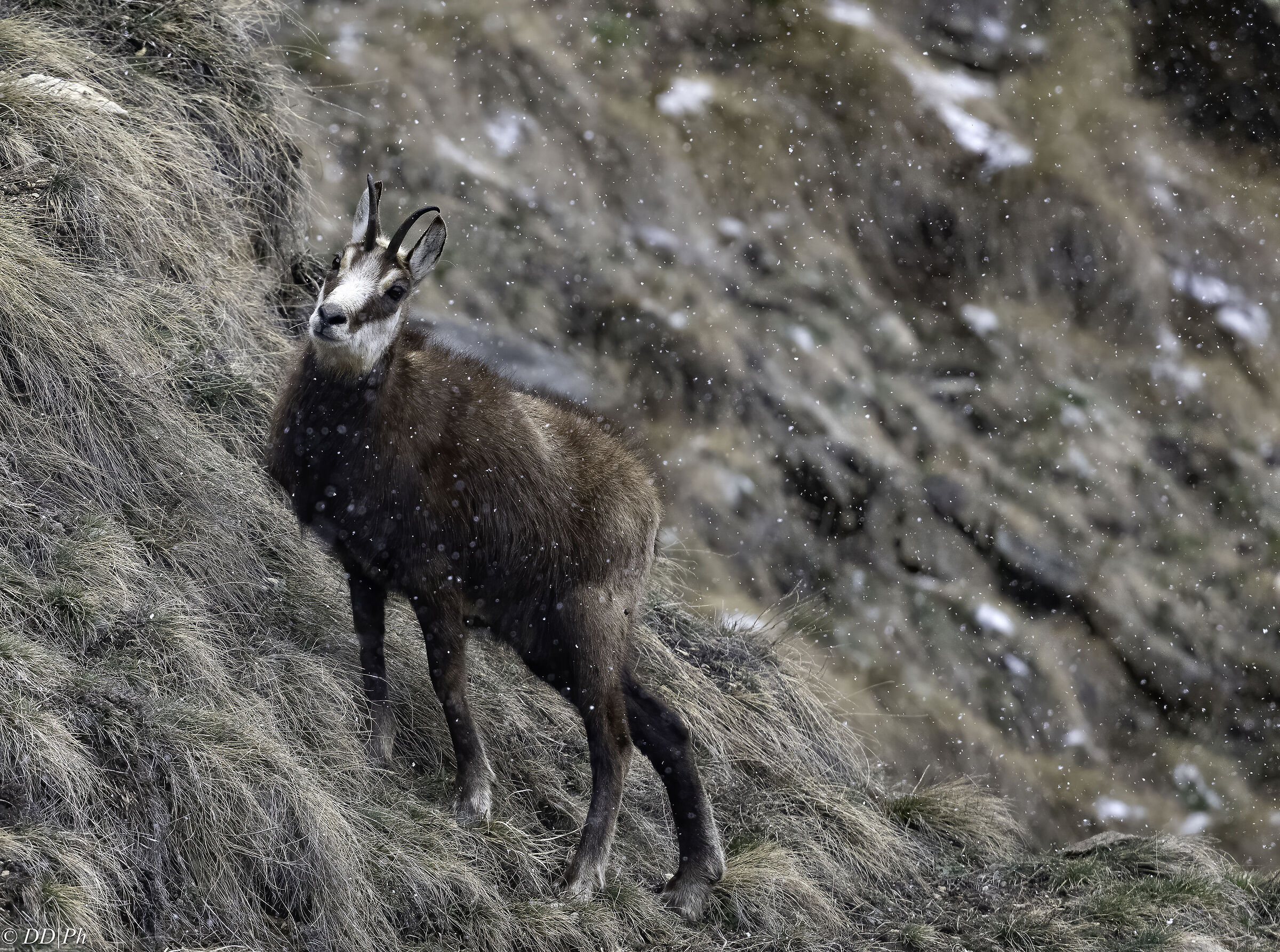 Chamois