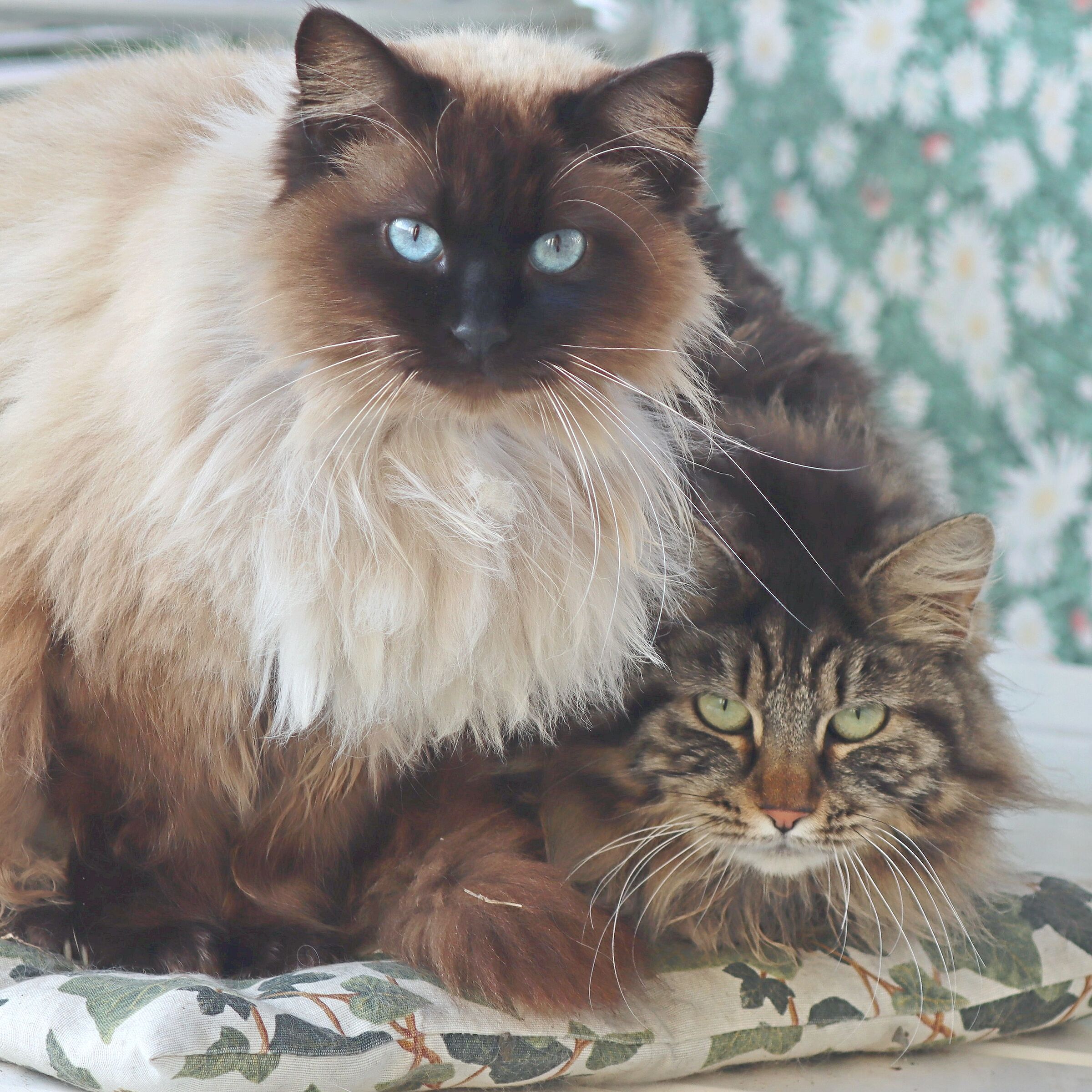 Le gattine amiche di Matisse