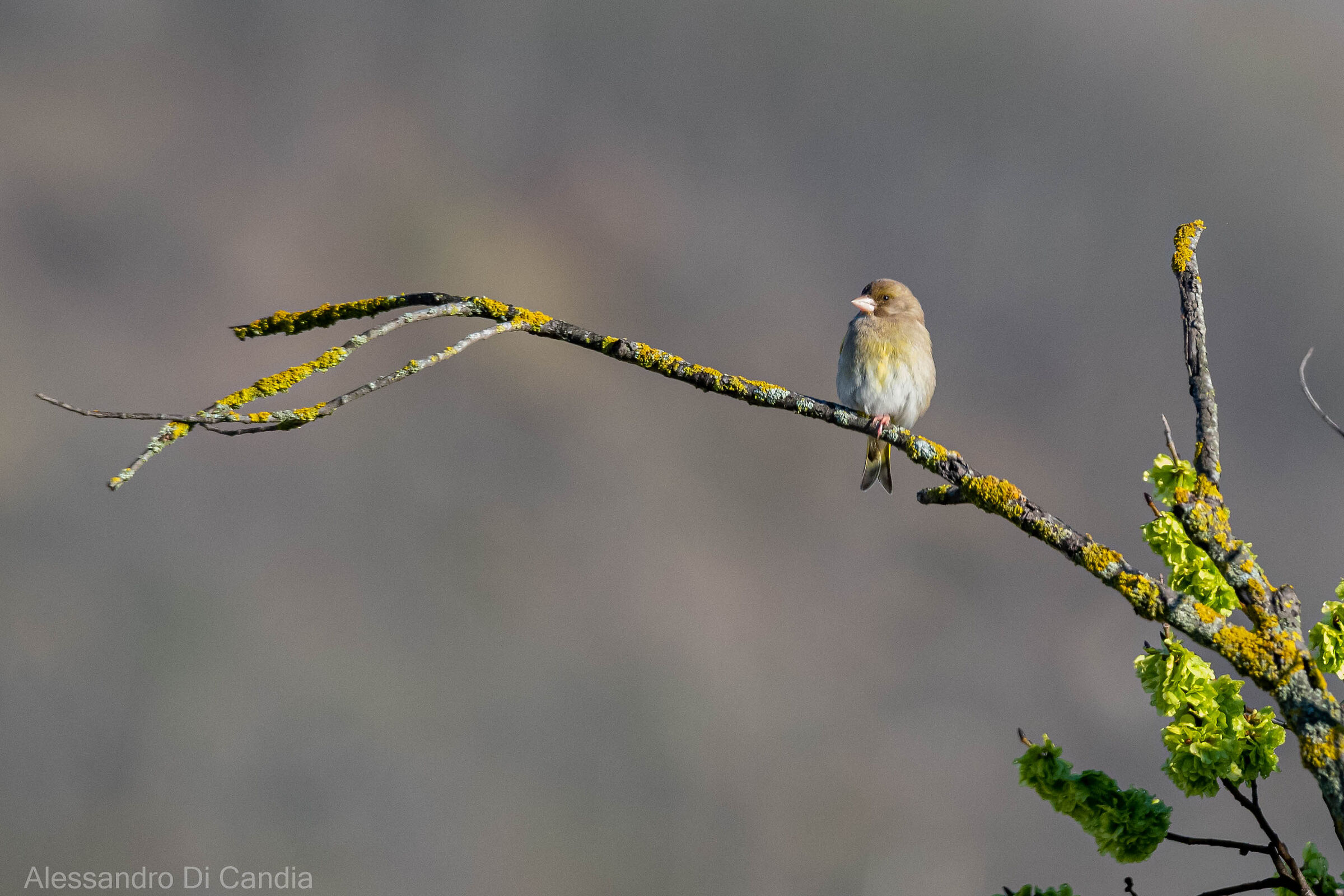 Verdone comune al sole